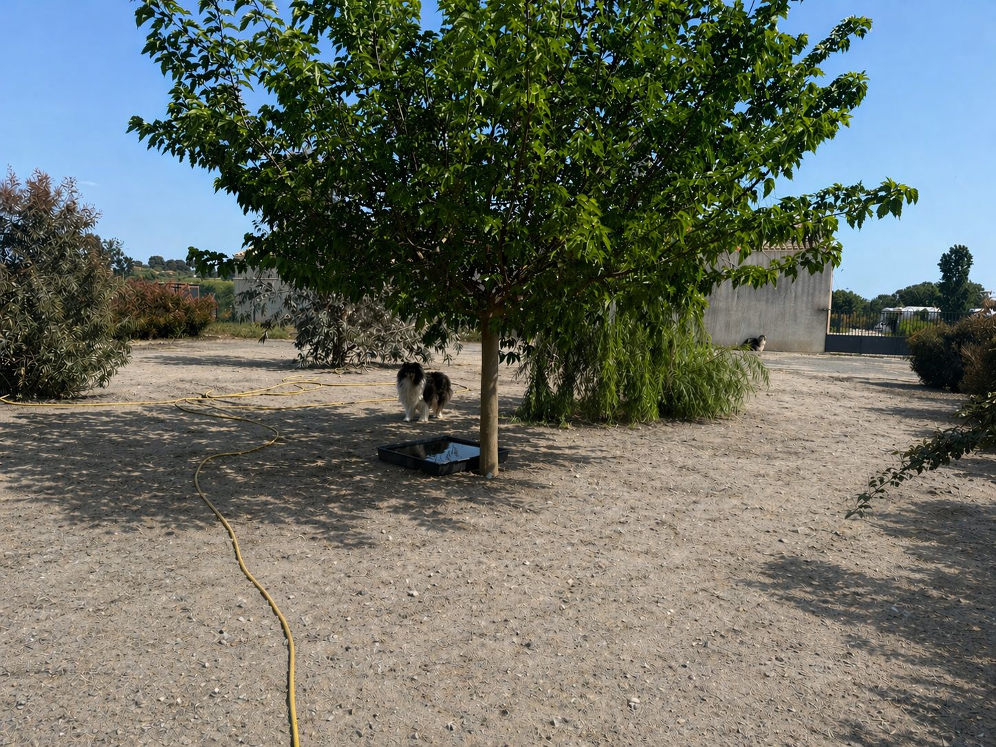Pension Canine Le Mas Toutou — photo