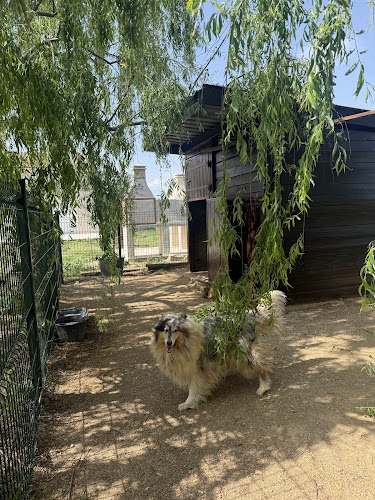 Pension Canine Le Mas Toutou