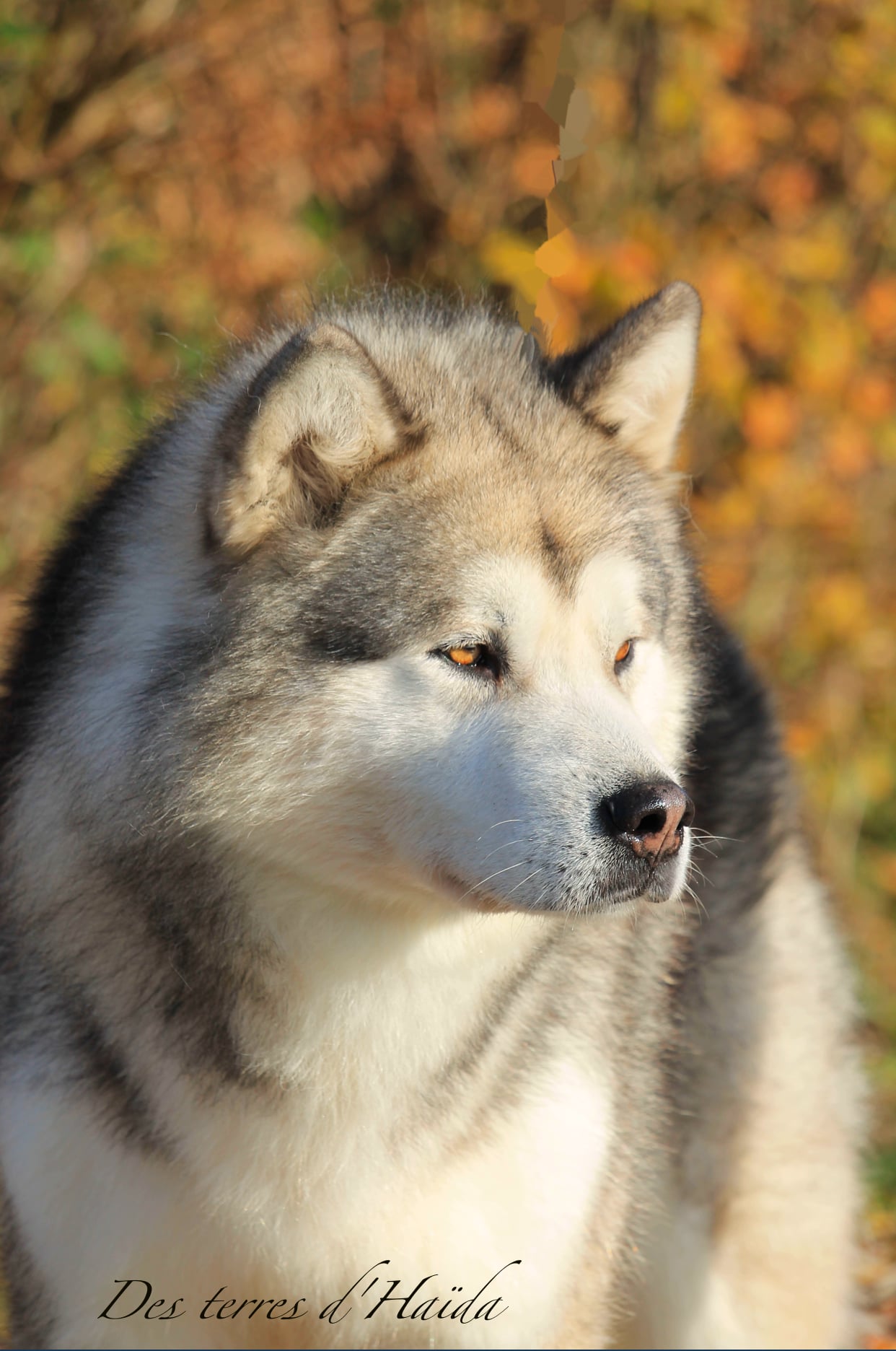 Elevage malamute & Pension canine
