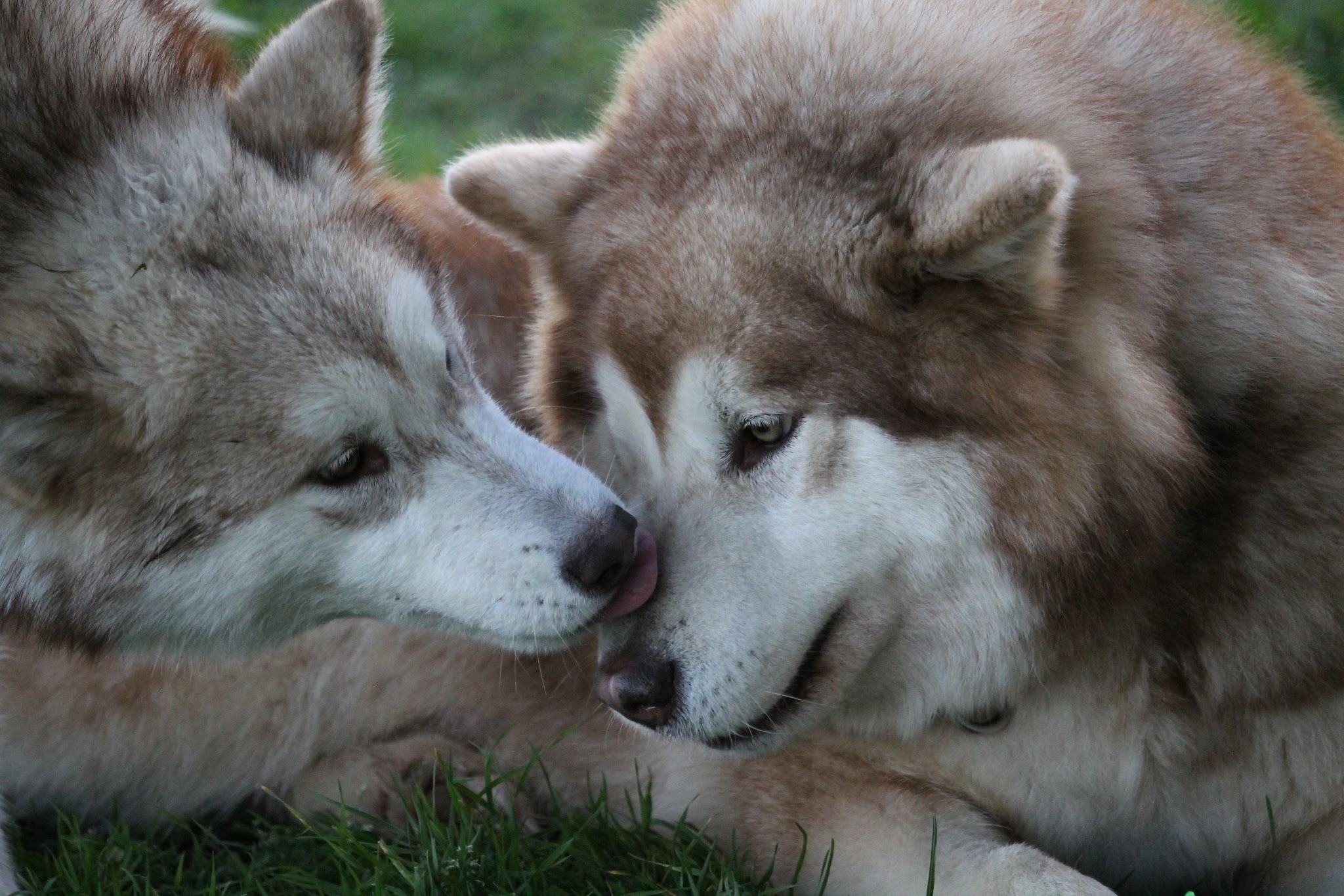 Elevage malamute & Pension canine — photo
