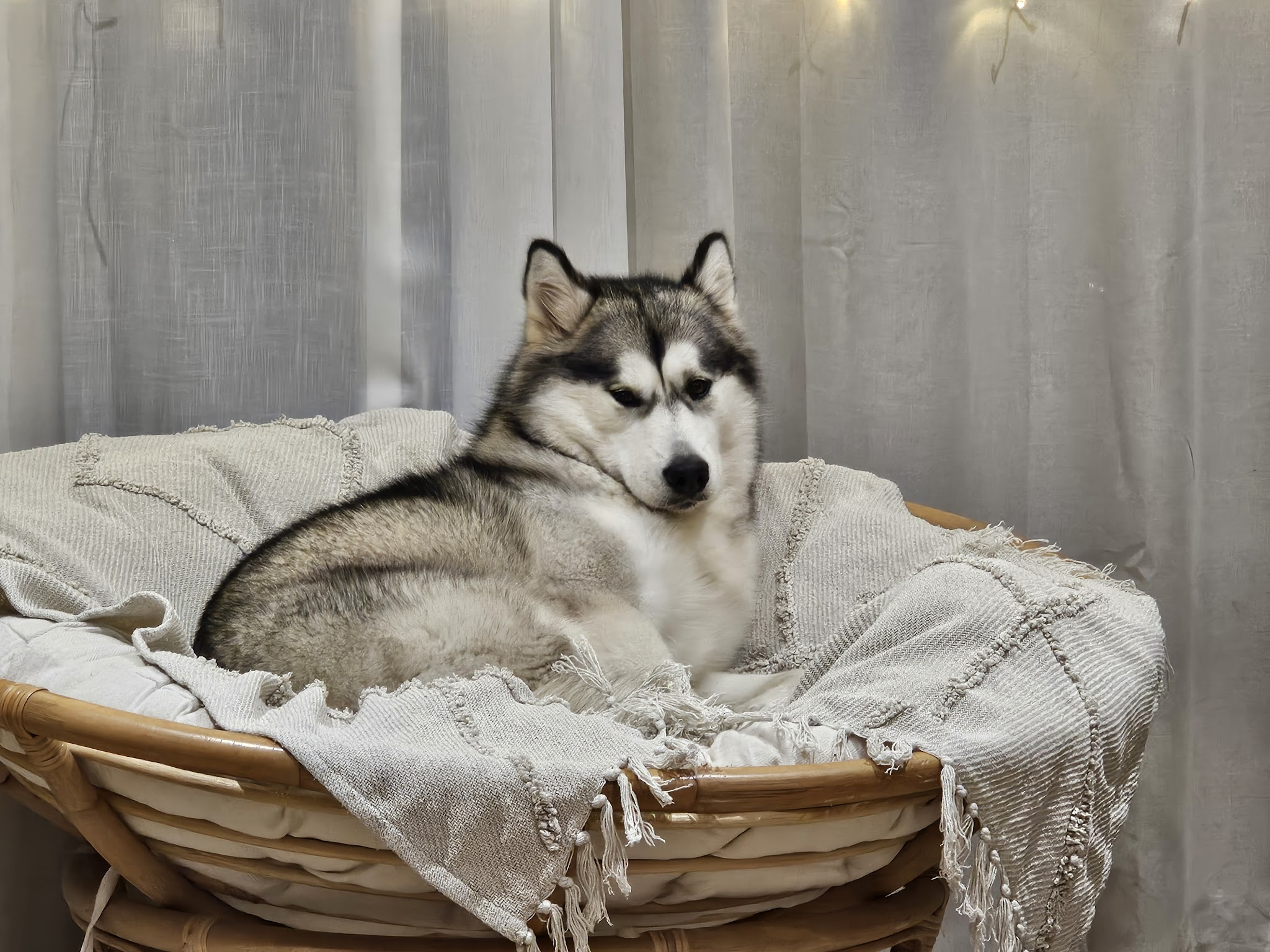 Elevage malamute & Pension canine — photo