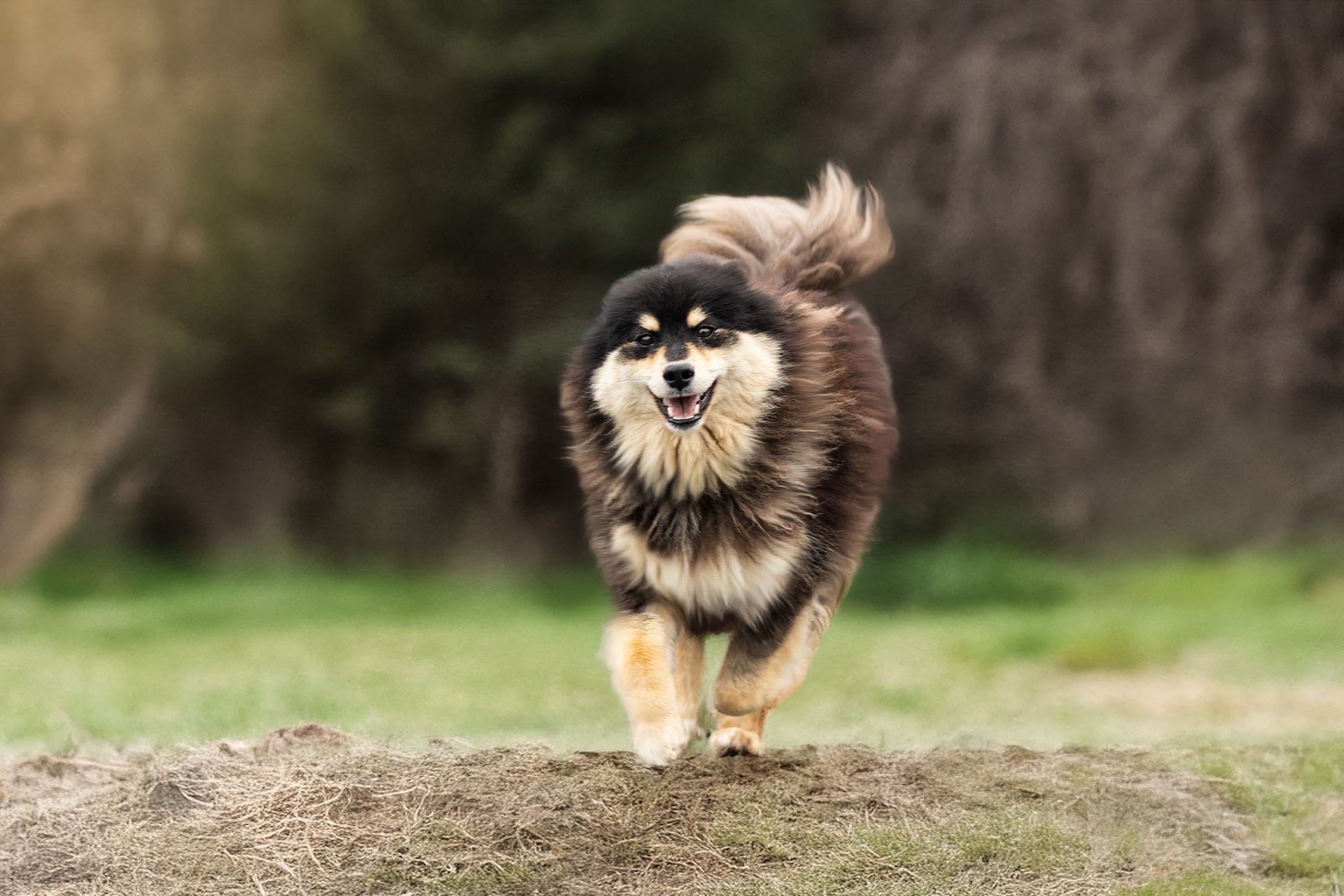 Elevage malamute & Pension canine — photo