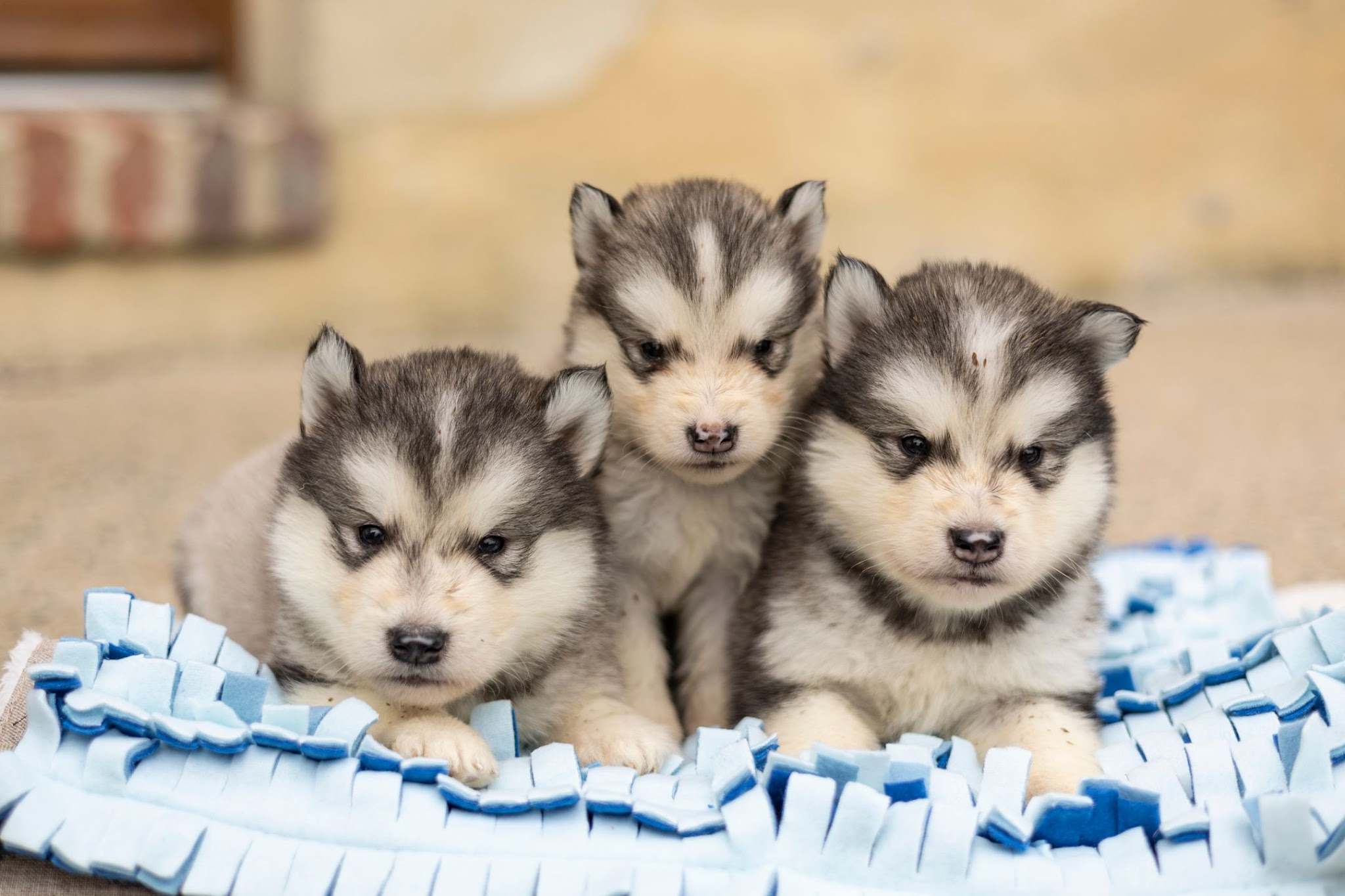 Elevage malamute & Pension canine — photo