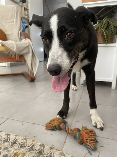 Matou' et Toutou'lousains - Comportementaliste du chat et du chien - Petsitter