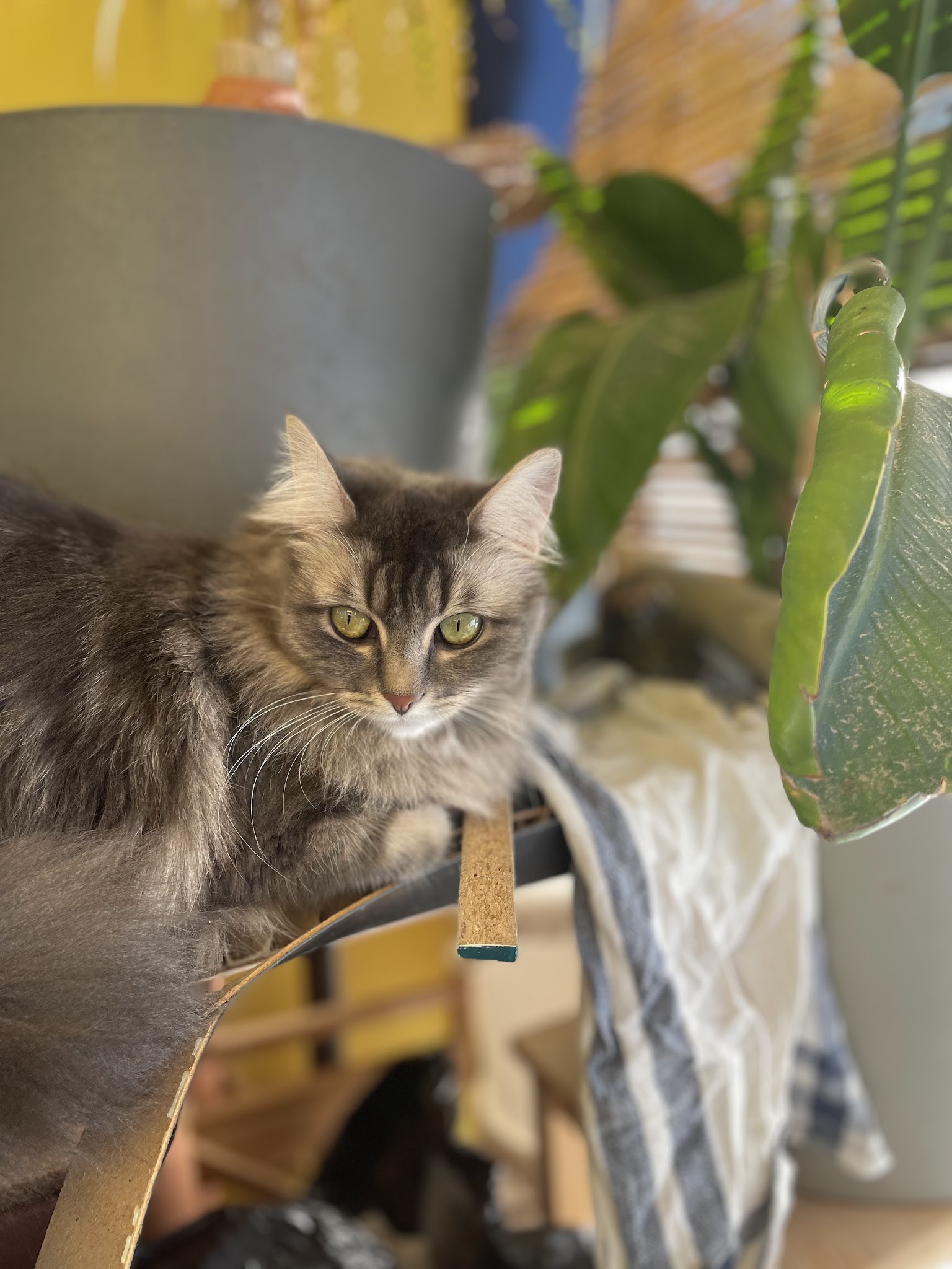 Matou' et Toutou'lousains - Comportementaliste du chat et du chien - Petsitter — photo