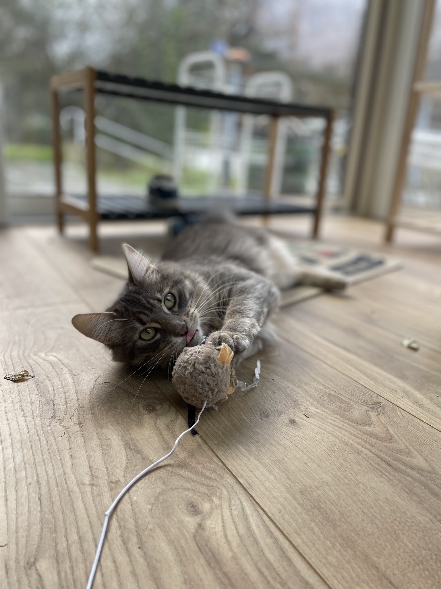 Matou' et Toutou'lousains - Comportementaliste du chat et du chien - Petsitter — photo