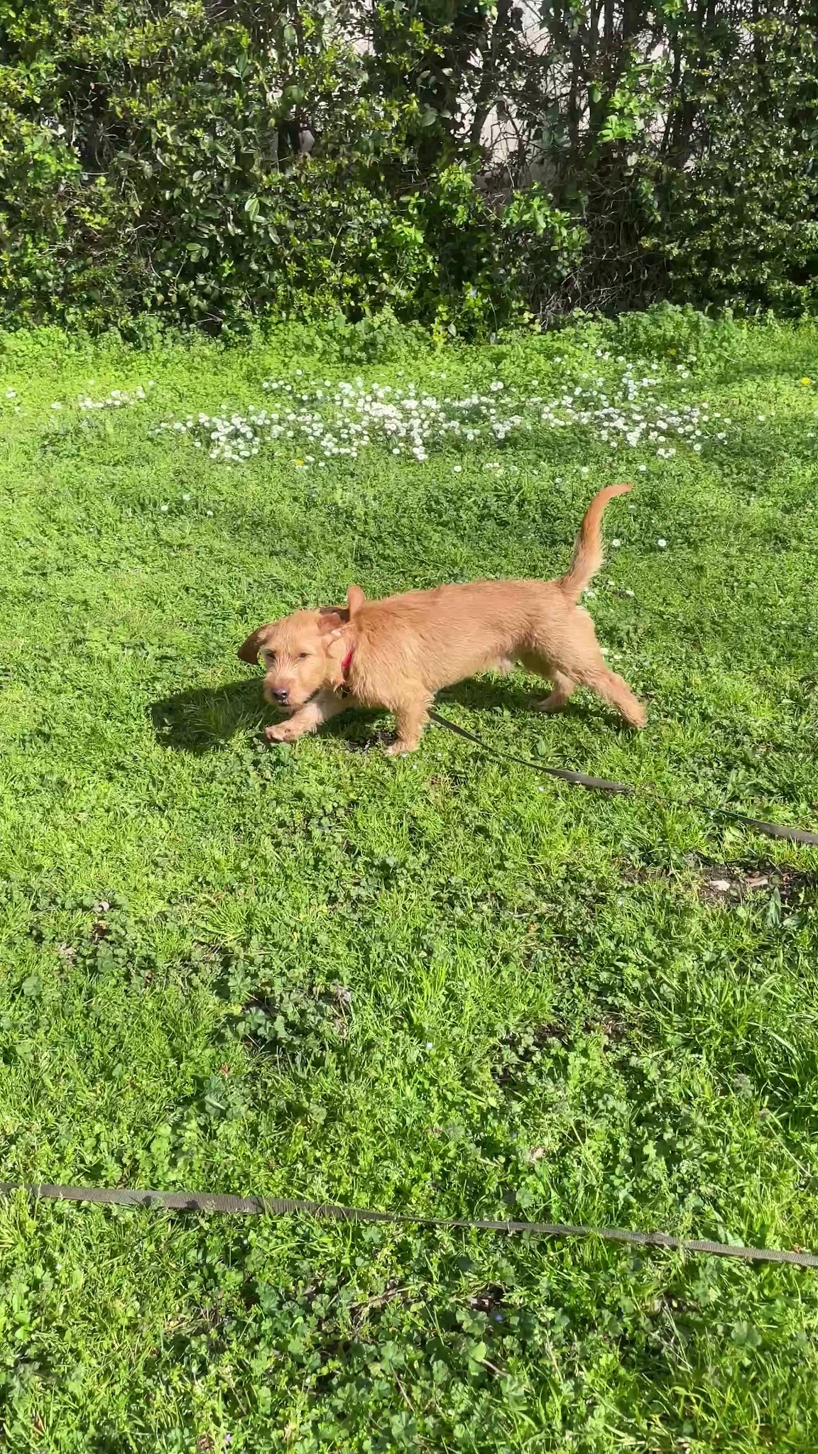 Matou' et Toutou'lousains - Comportementaliste du chat et du chien - Petsitter — photo
