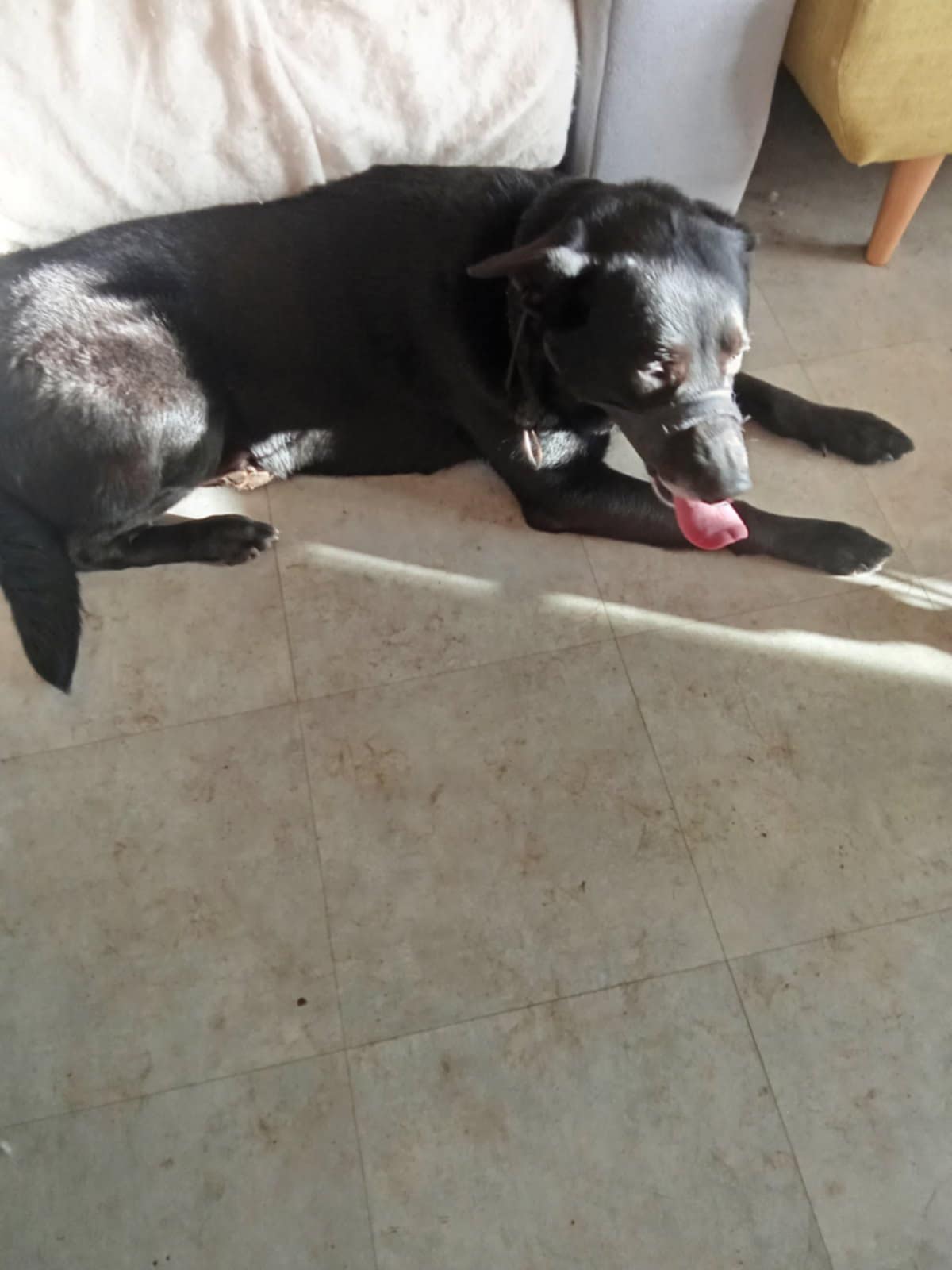 La Ferme de Laur' et Nico - Pension canine — photo