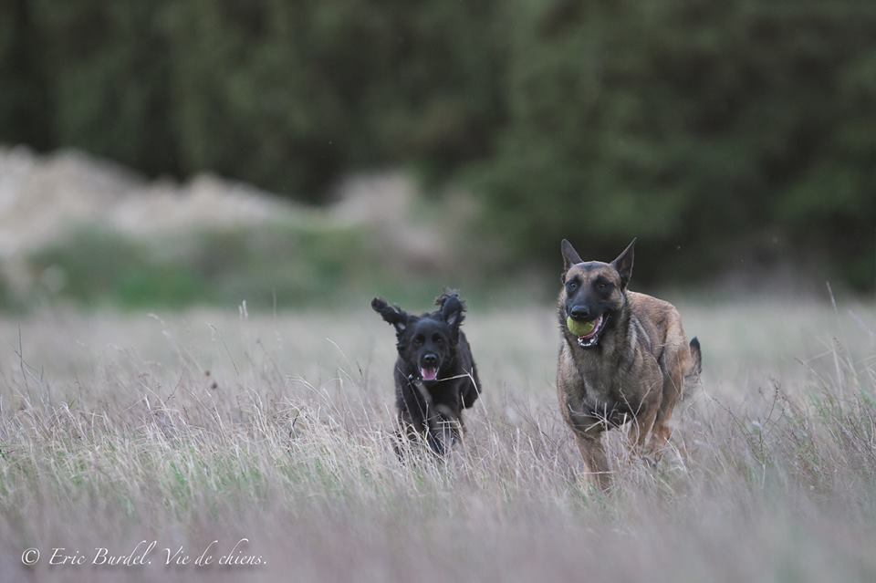La Ferme de Laur' et Nico - Pension canine — photo