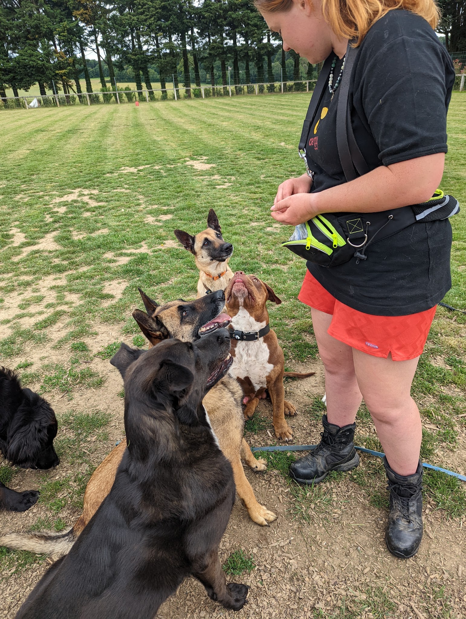La Ferme de Laur' et Nico - Pension canine — photo