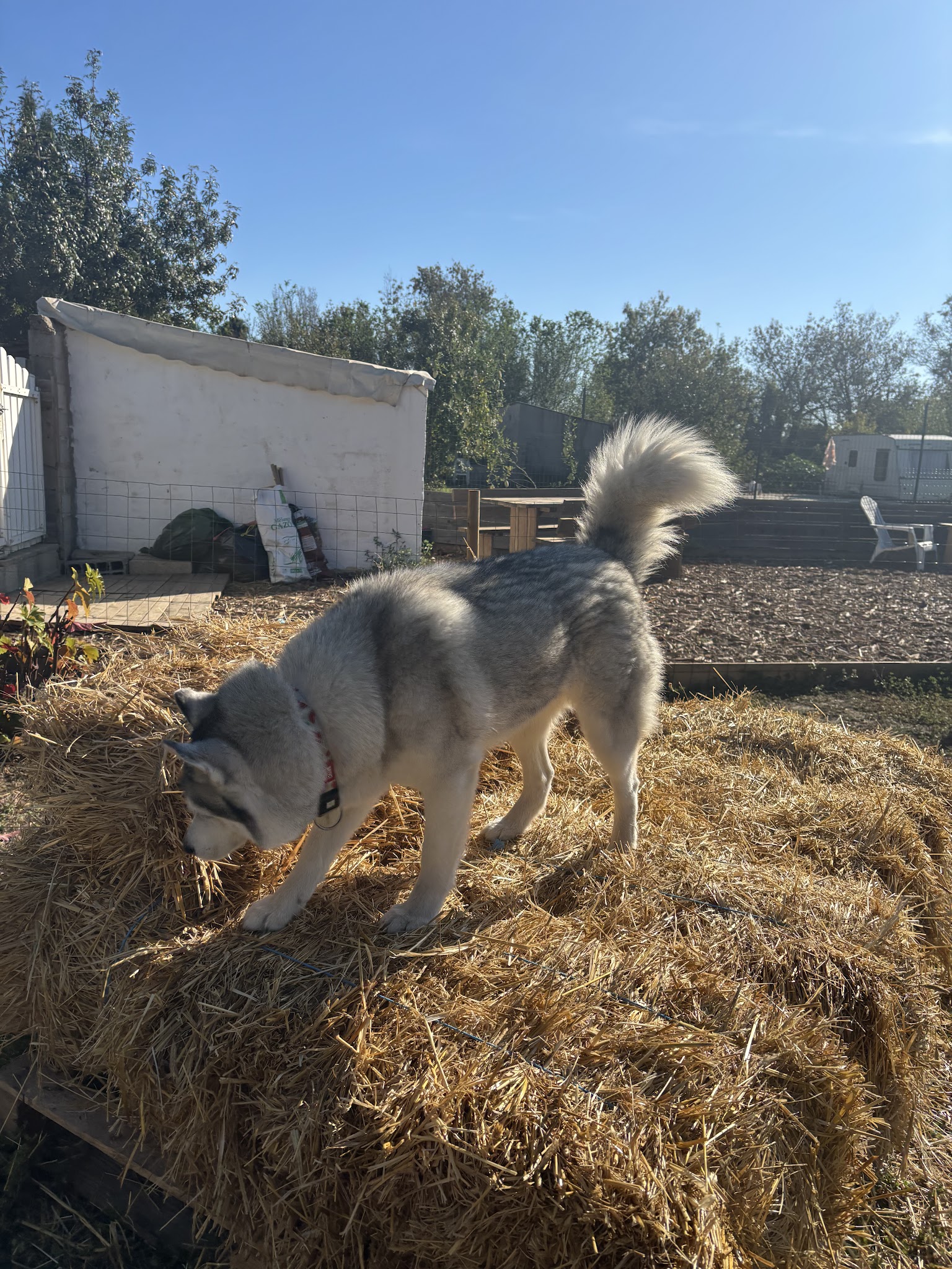 La Caninerie — photo