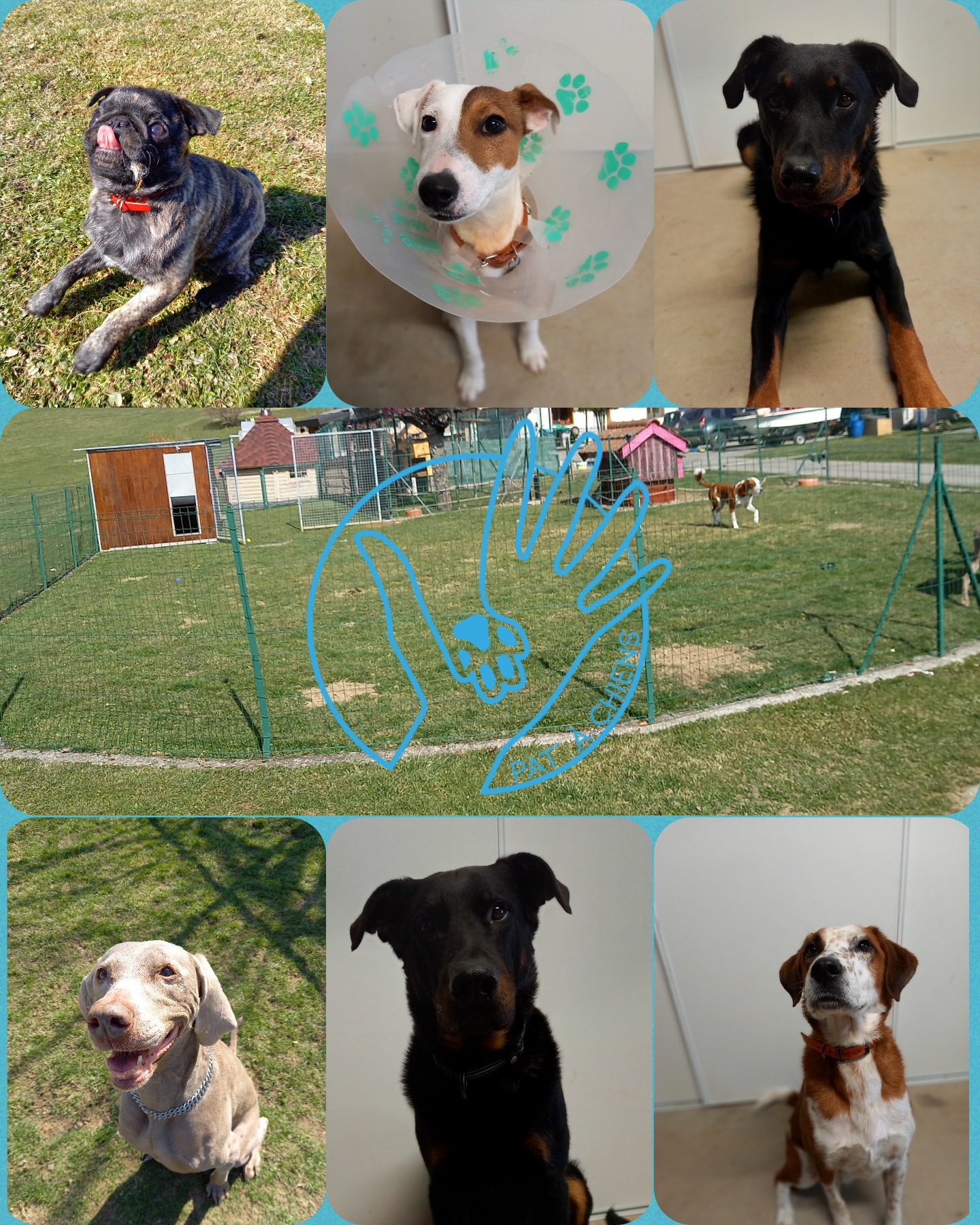 Pat’ à Chiens – Pension canine professionnelle en Haute-Savoie