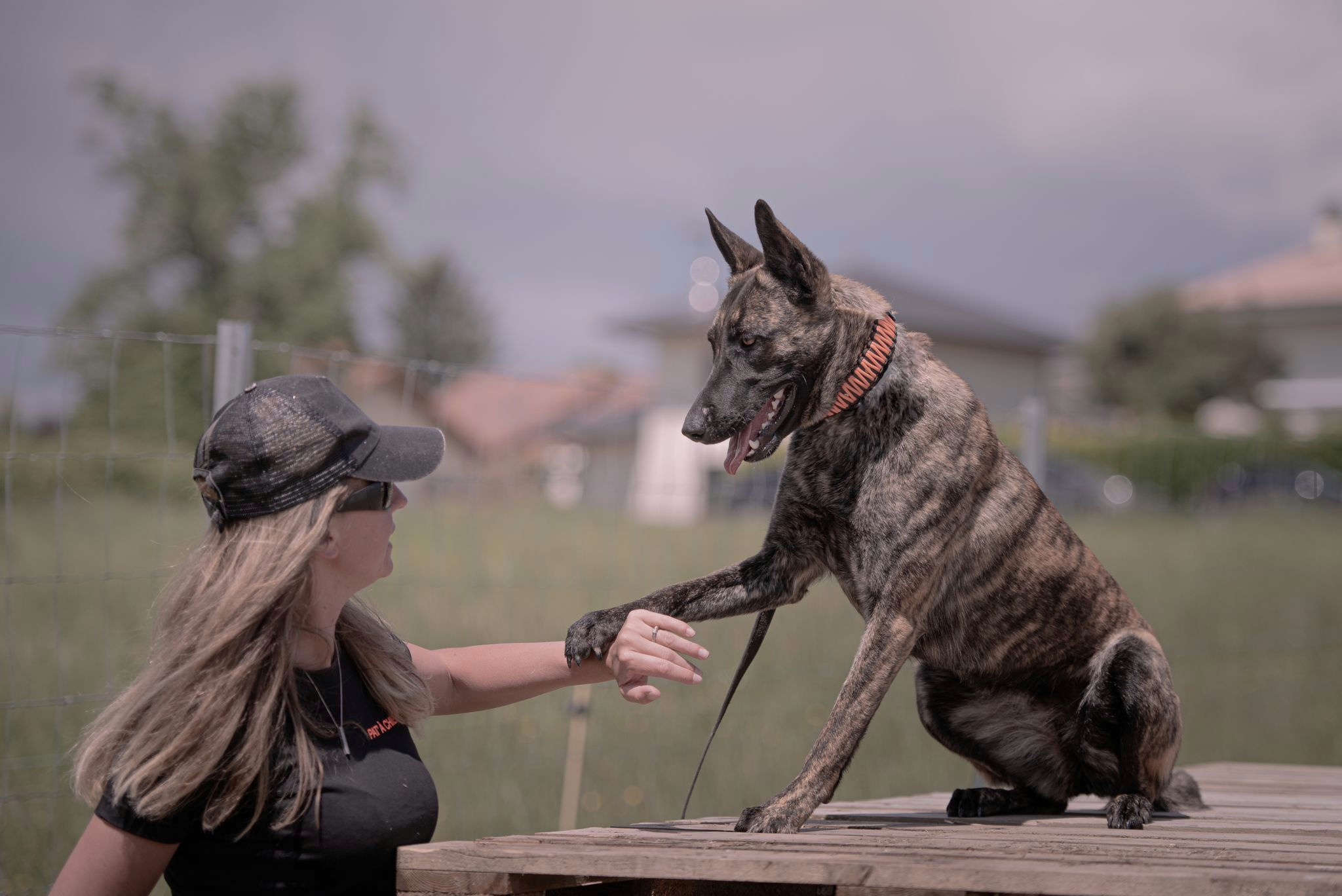 Pat’ à Chiens – Pension canine professionnelle en Haute-Savoie — photo