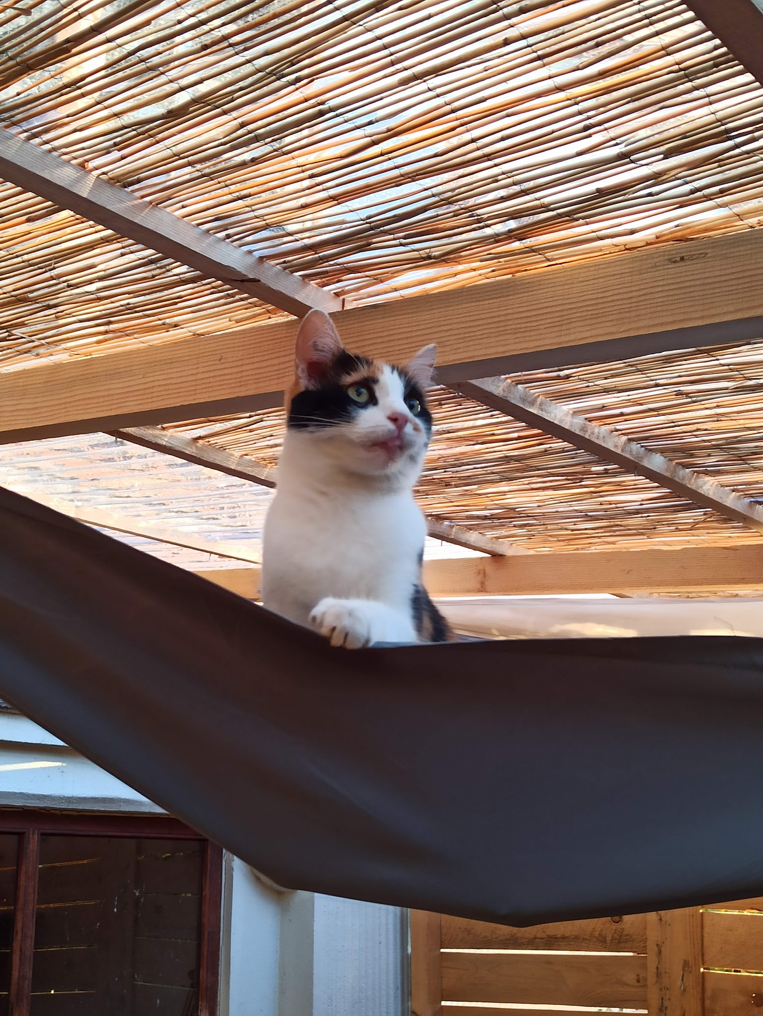 Chez Sparko et Marley, pension pour chiens et chats