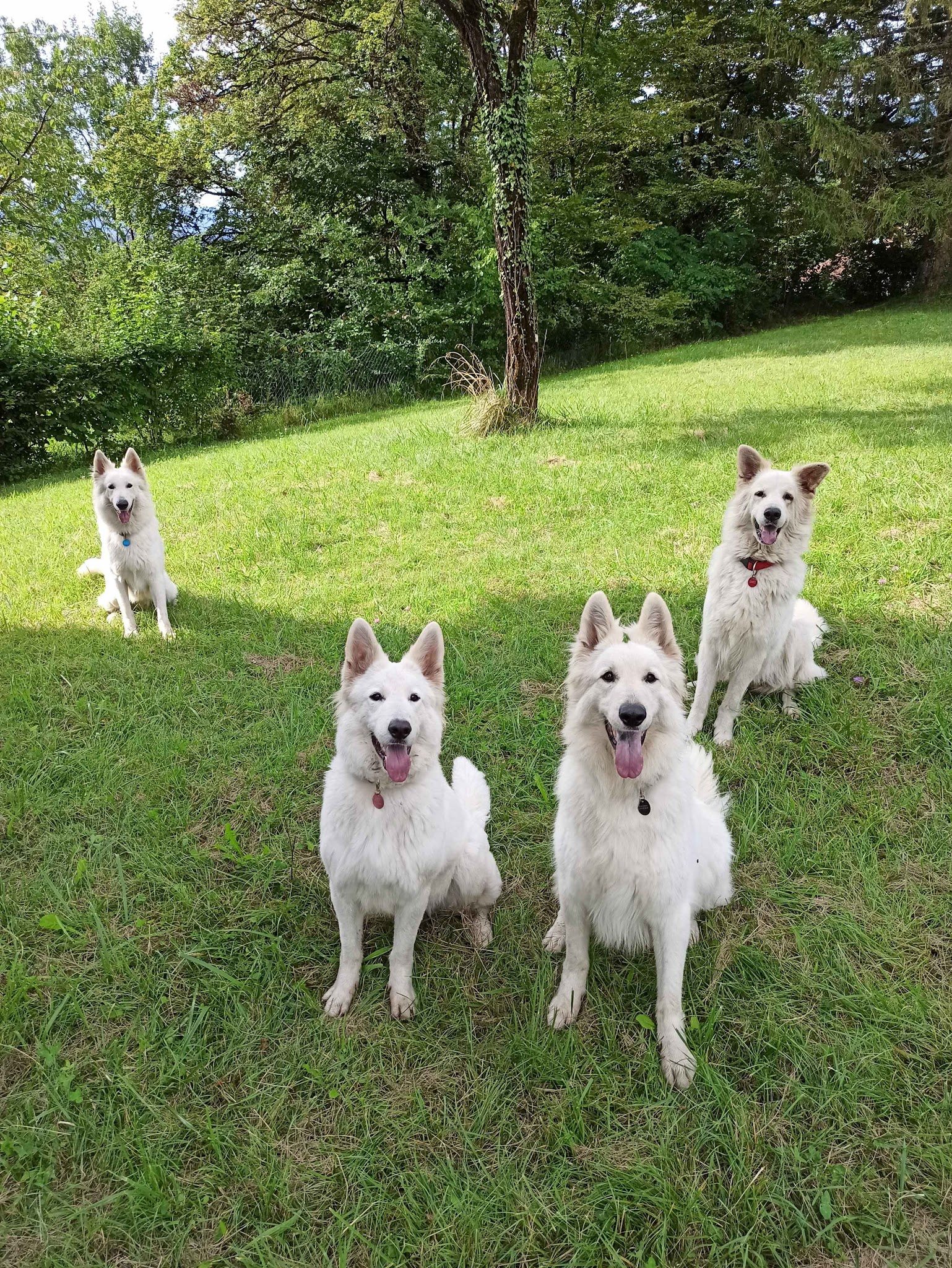 Chez Sparko et Marley, pension pour chiens et chats — photo