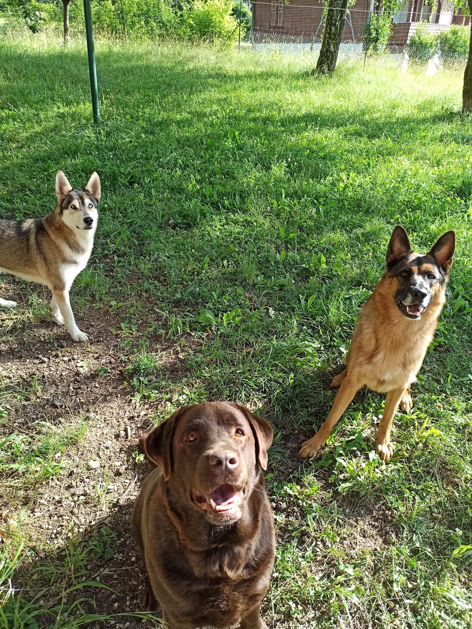 Chez Sparko et Marley, pension pour chiens et chats — photo
