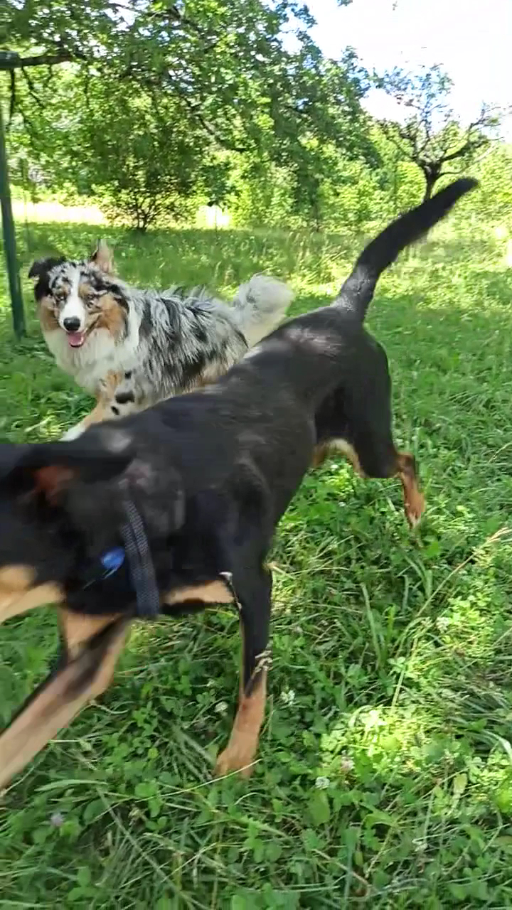 Chez Sparko et Marley, pension pour chiens et chats — photo