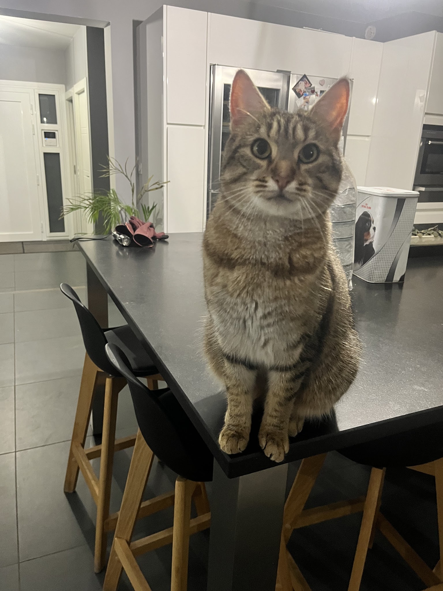Au coeur des pattes — photo
