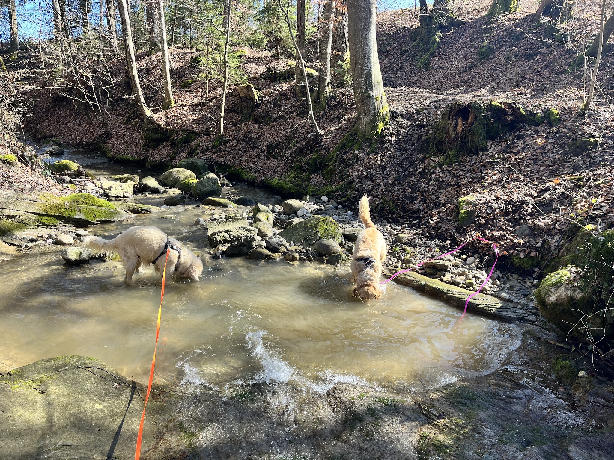 Au coeur des pattes — photo