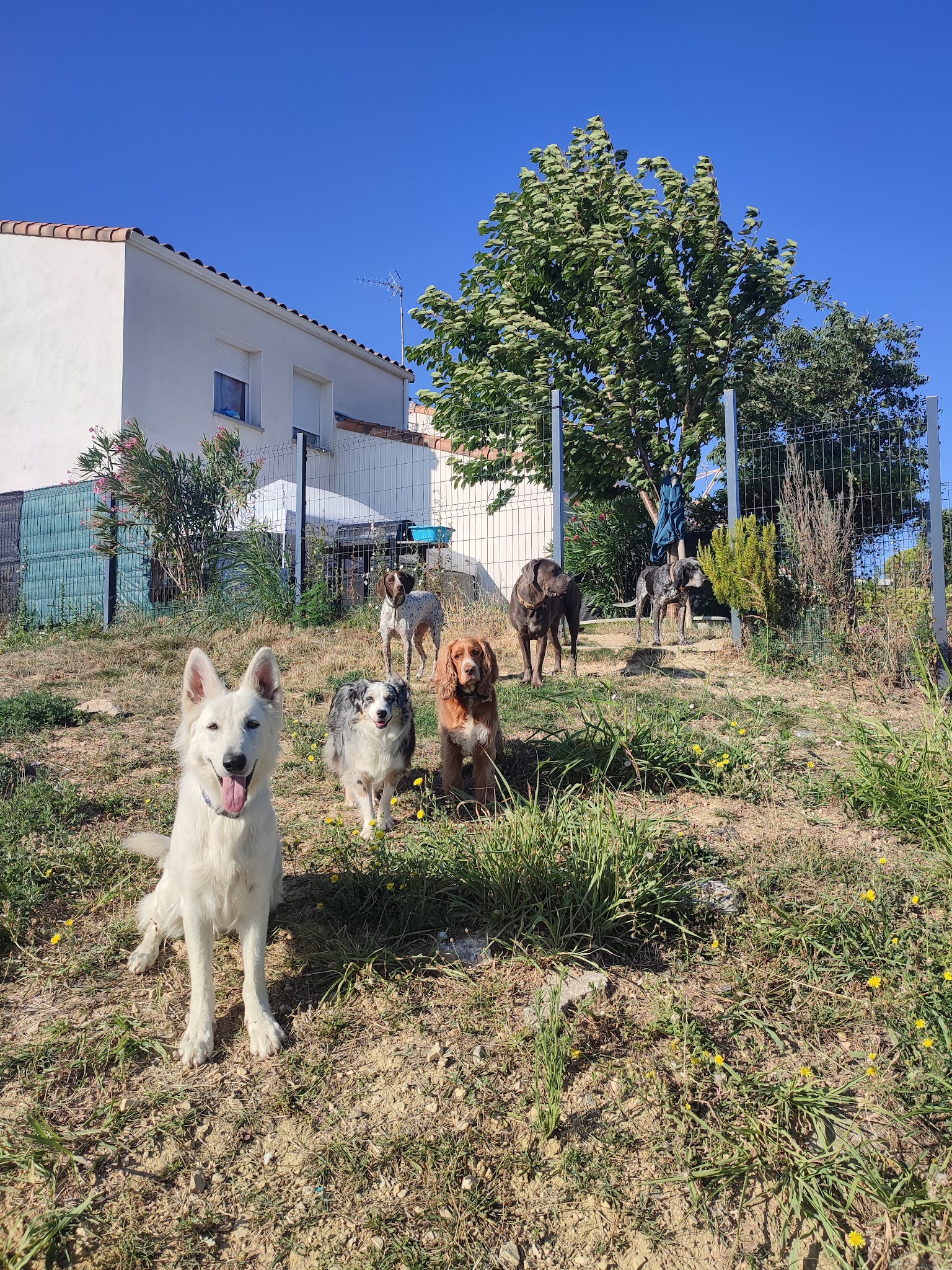 Le Pet-Sitter Gentleman - Garde d'animaux - Visite à domicile - Taxi animalier - Promenade canine - Photographie animalière — photo