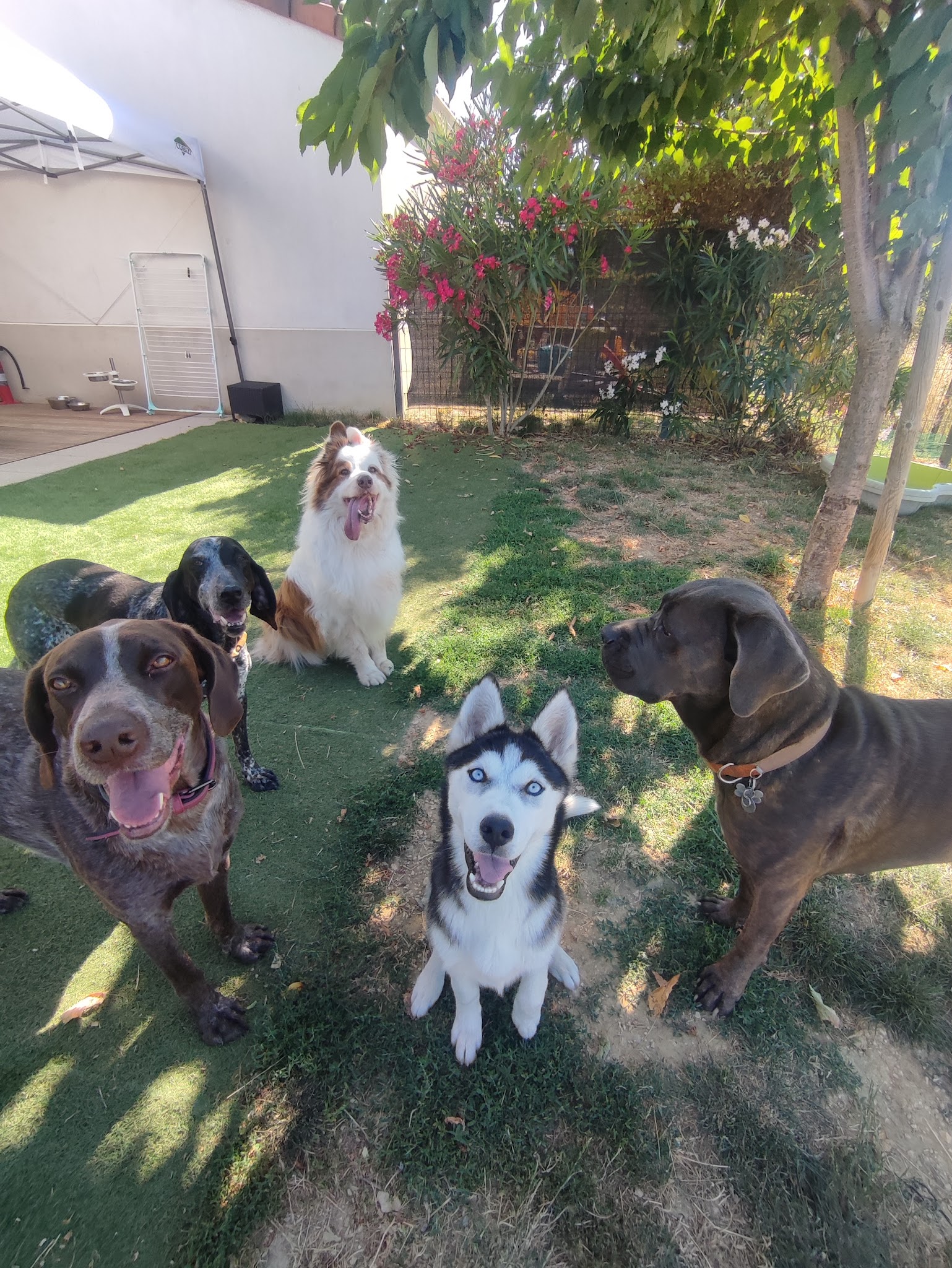 Le Pet-Sitter Gentleman - Garde d'animaux - Visite à domicile - Taxi animalier - Promenade canine - Photographie animalière