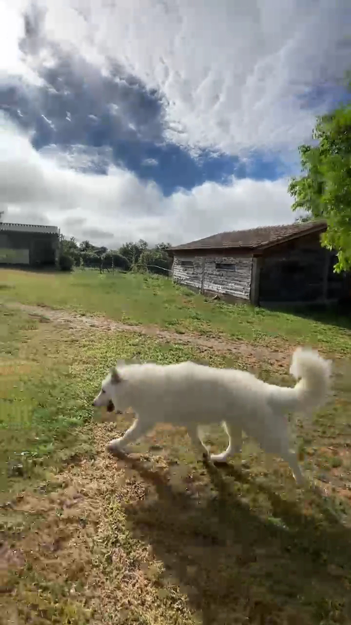 Pension canine de l’uzège — photo