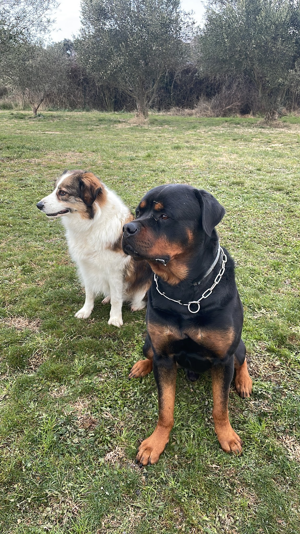 Pension canine de l’uzège — photo