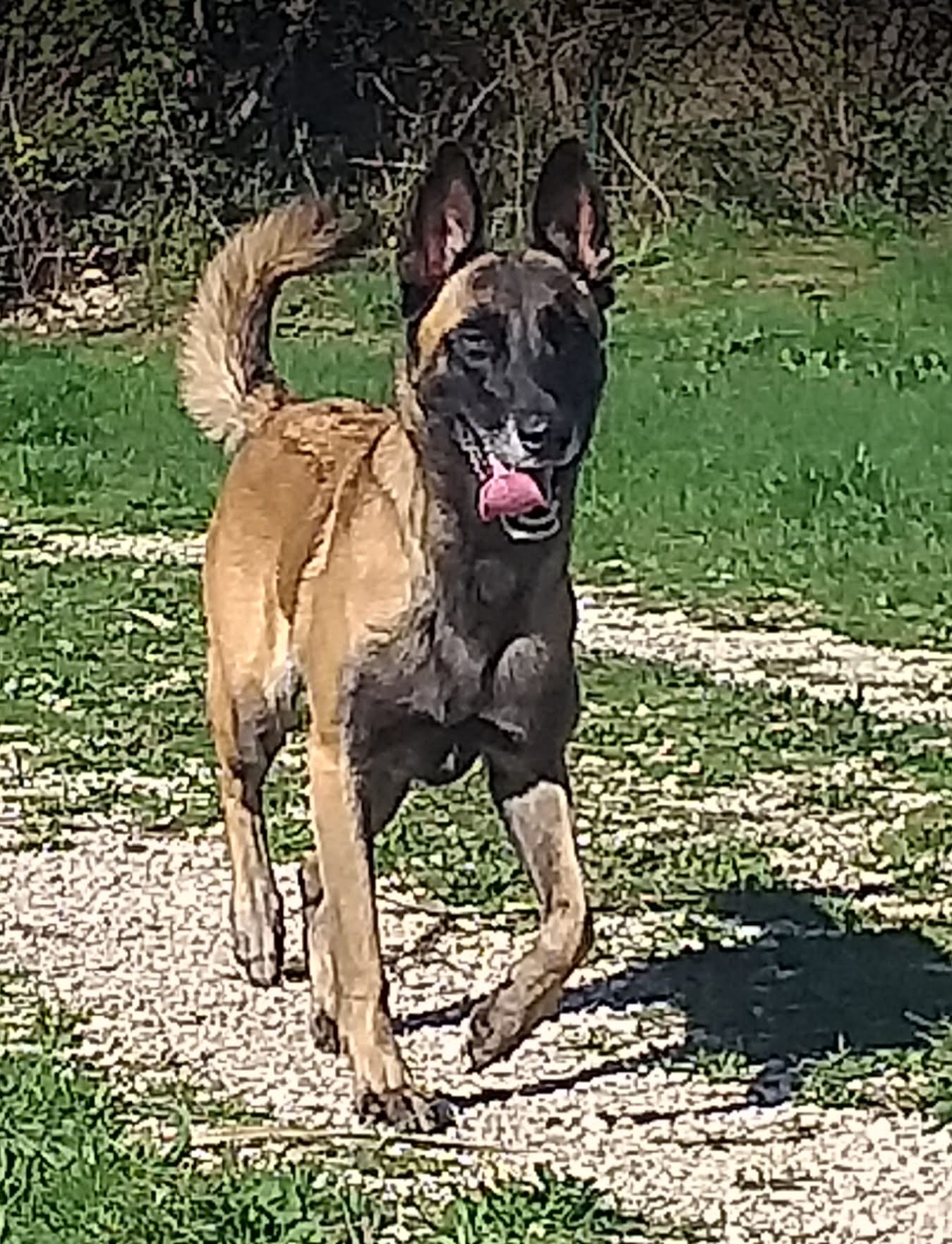 Pension canine de l’uzège — photo