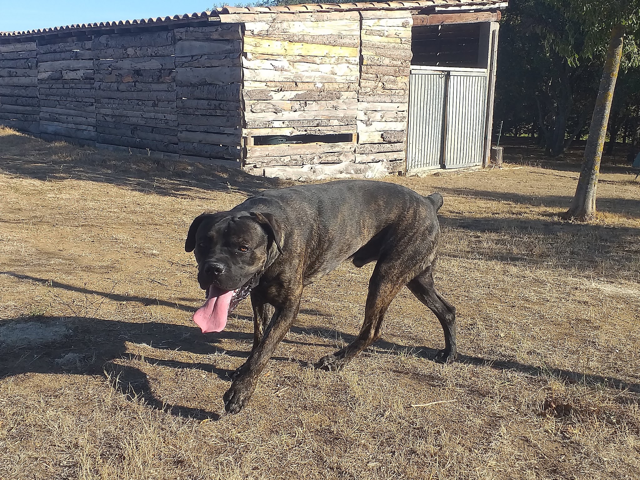 Pension canine de l’uzège — photo