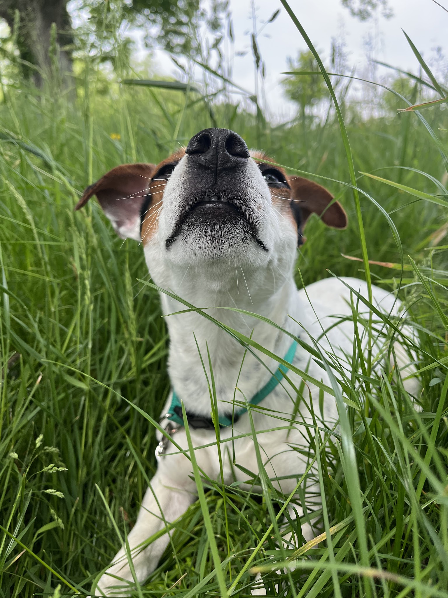 Ranch Canin
