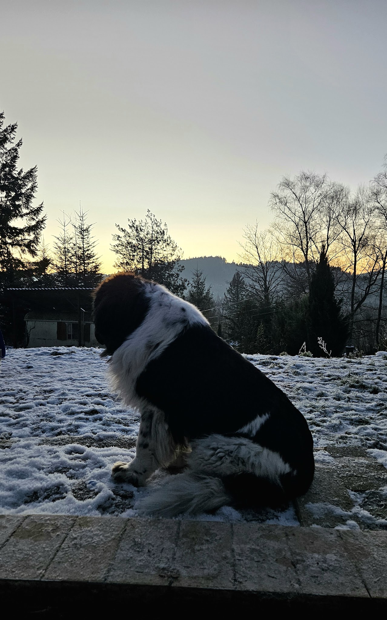 La cabane de chenelette - pension pet sitting — photo