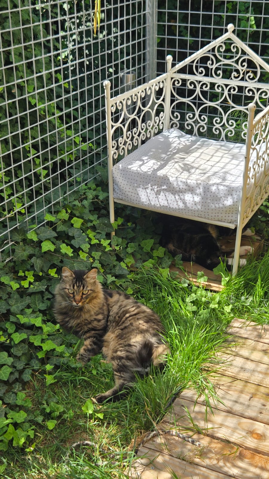 Holisticat — photo