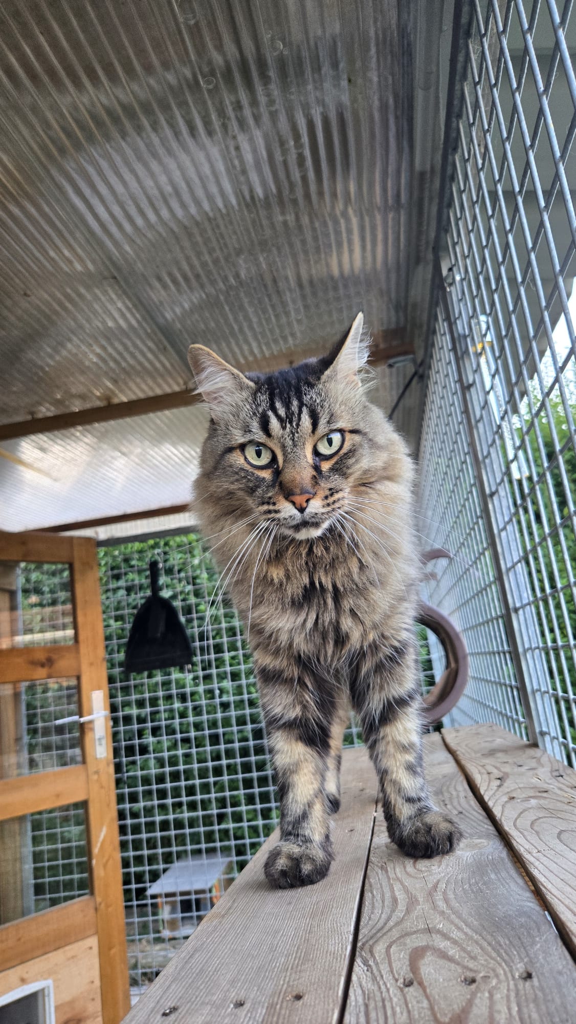 Holisticat — photo