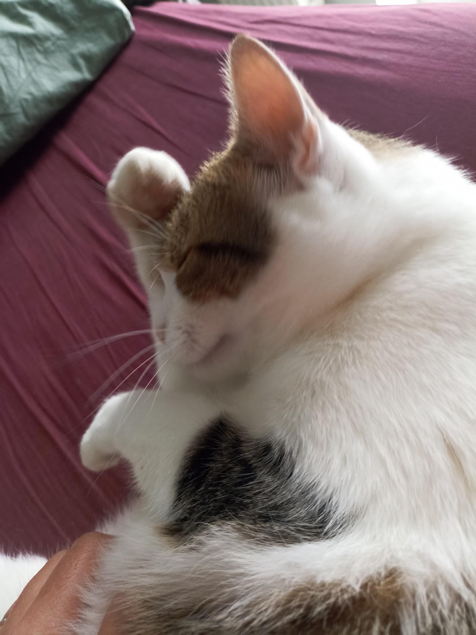 Holisticat — photo