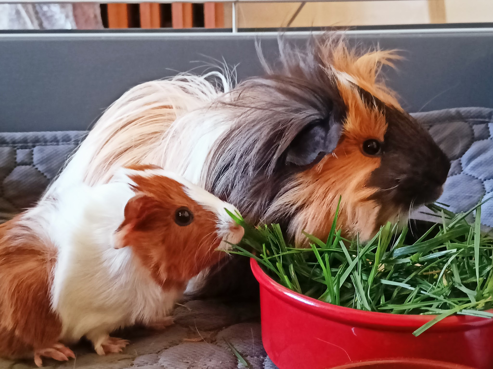 Mélie et compagnie — photo