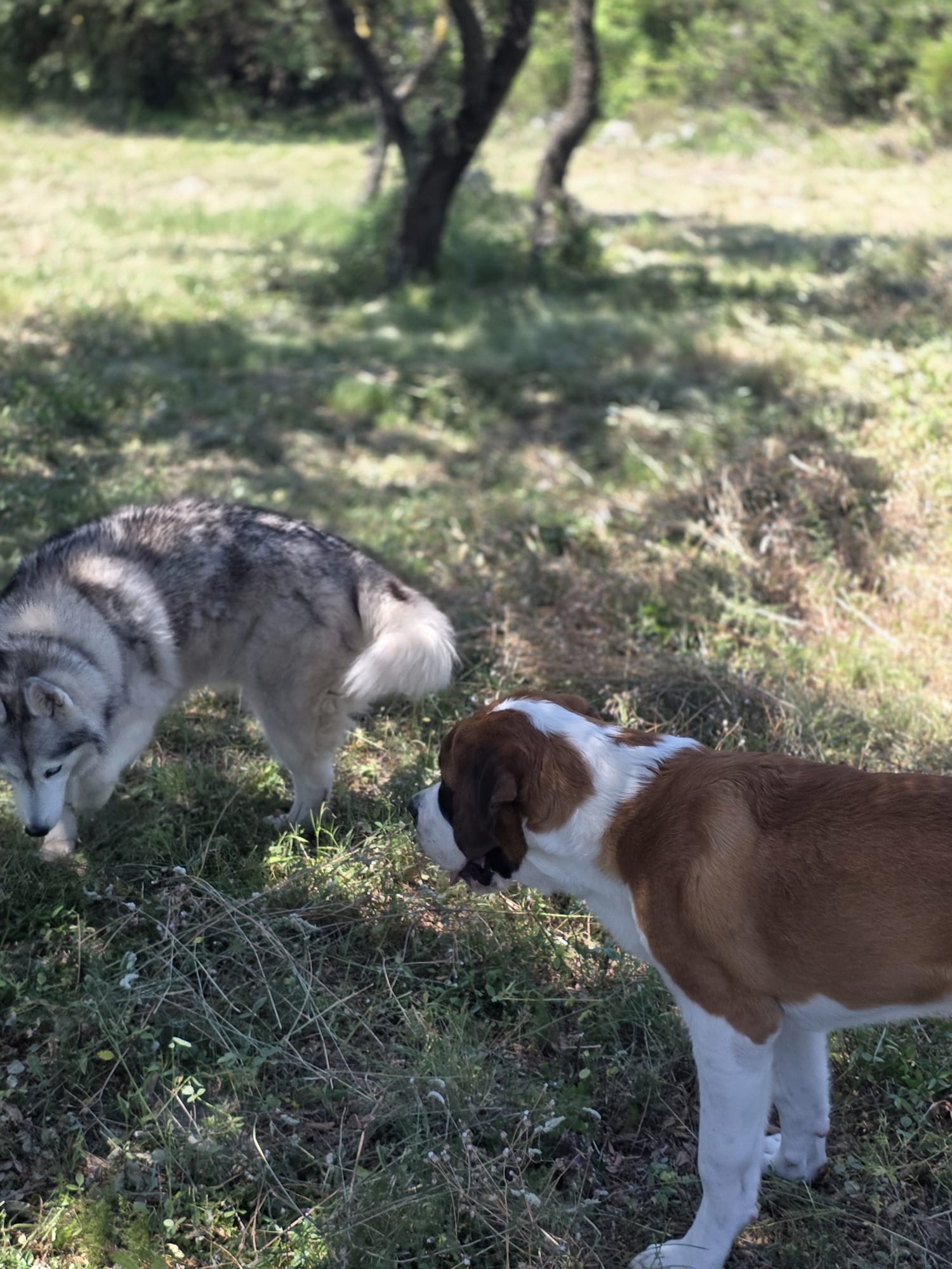 Cani'Oc — photo