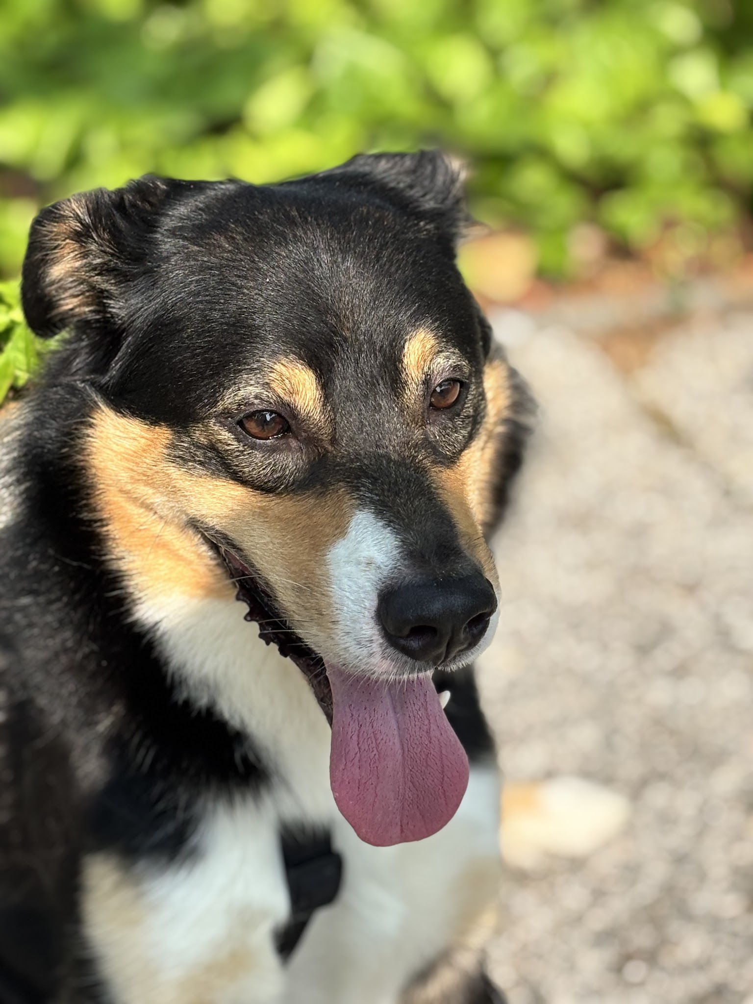 PET SITTER AND CO — photo