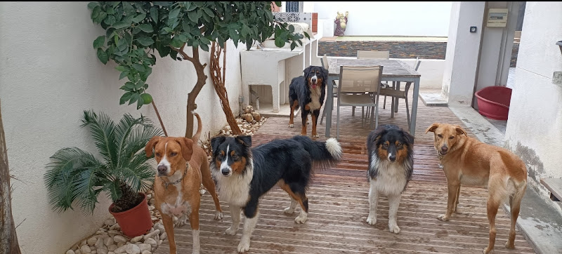 Vos 4 pattes en balade