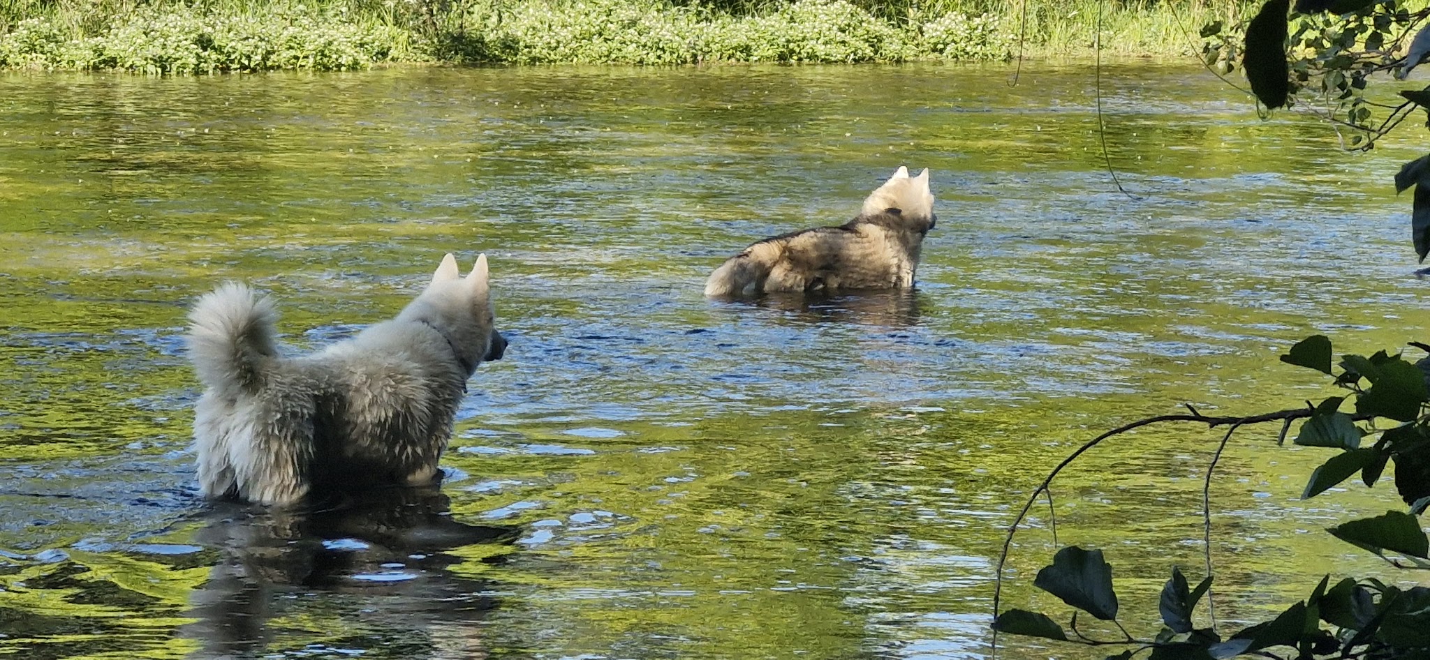 Vos 4 pattes en balade — photo