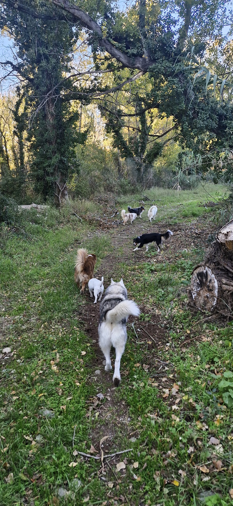 Vos 4 pattes en balade — photo