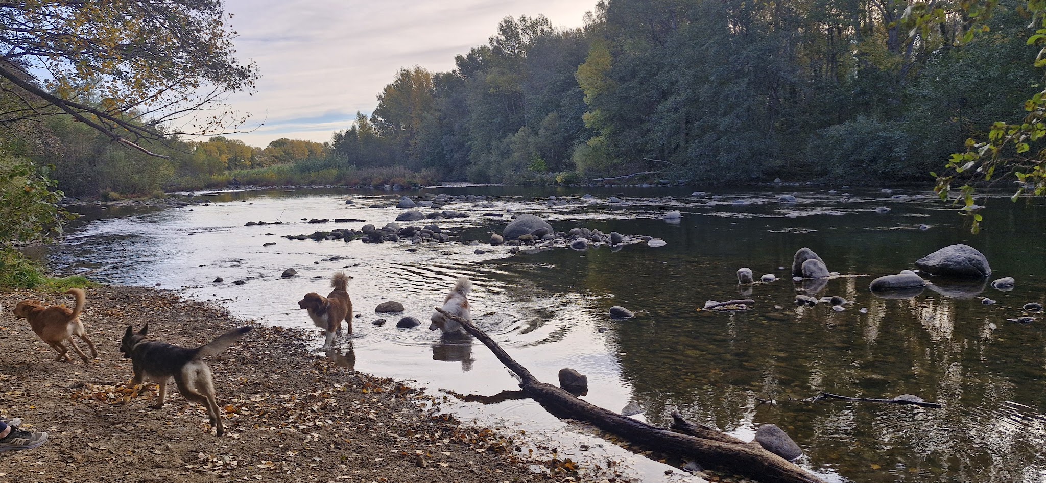 Vos 4 pattes en balade — photo