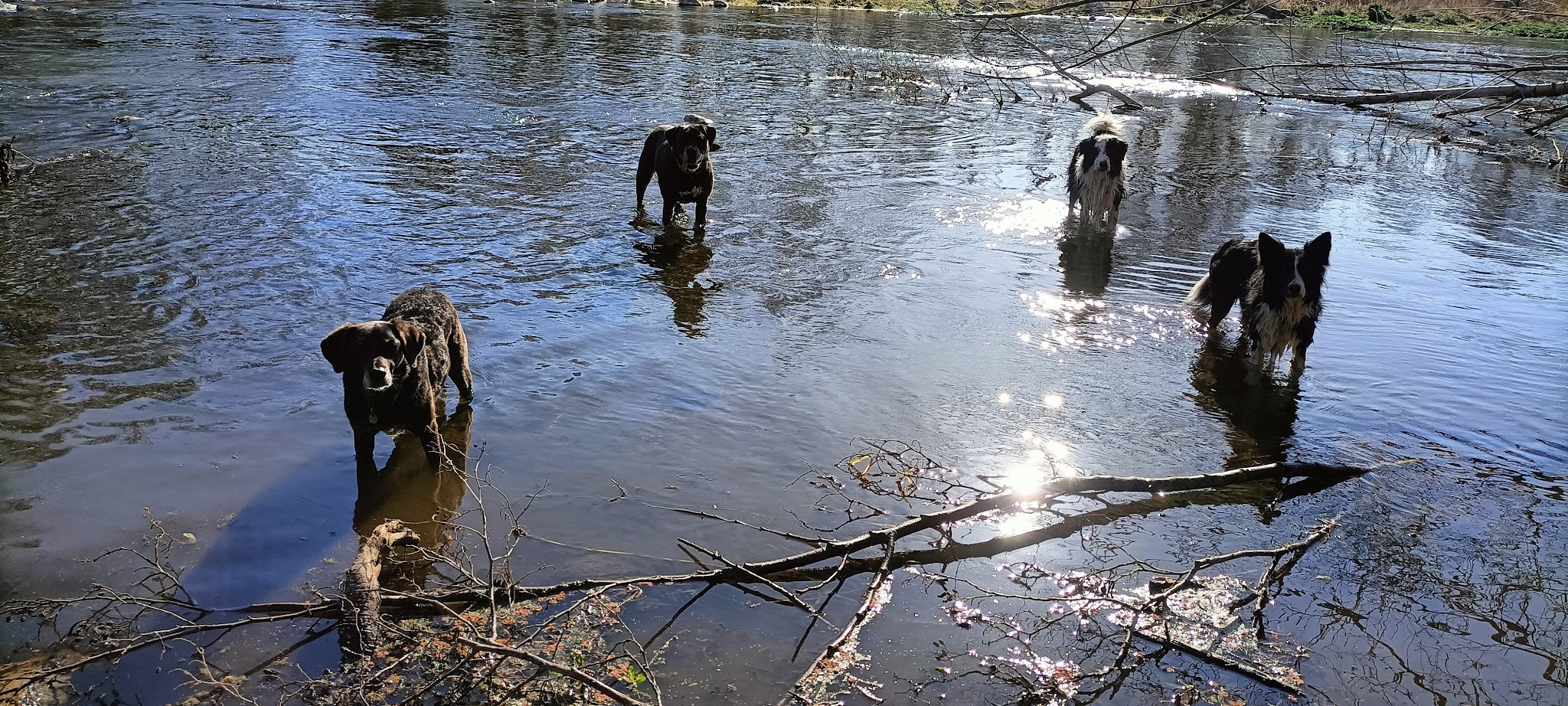 Vos 4 pattes en balade — photo