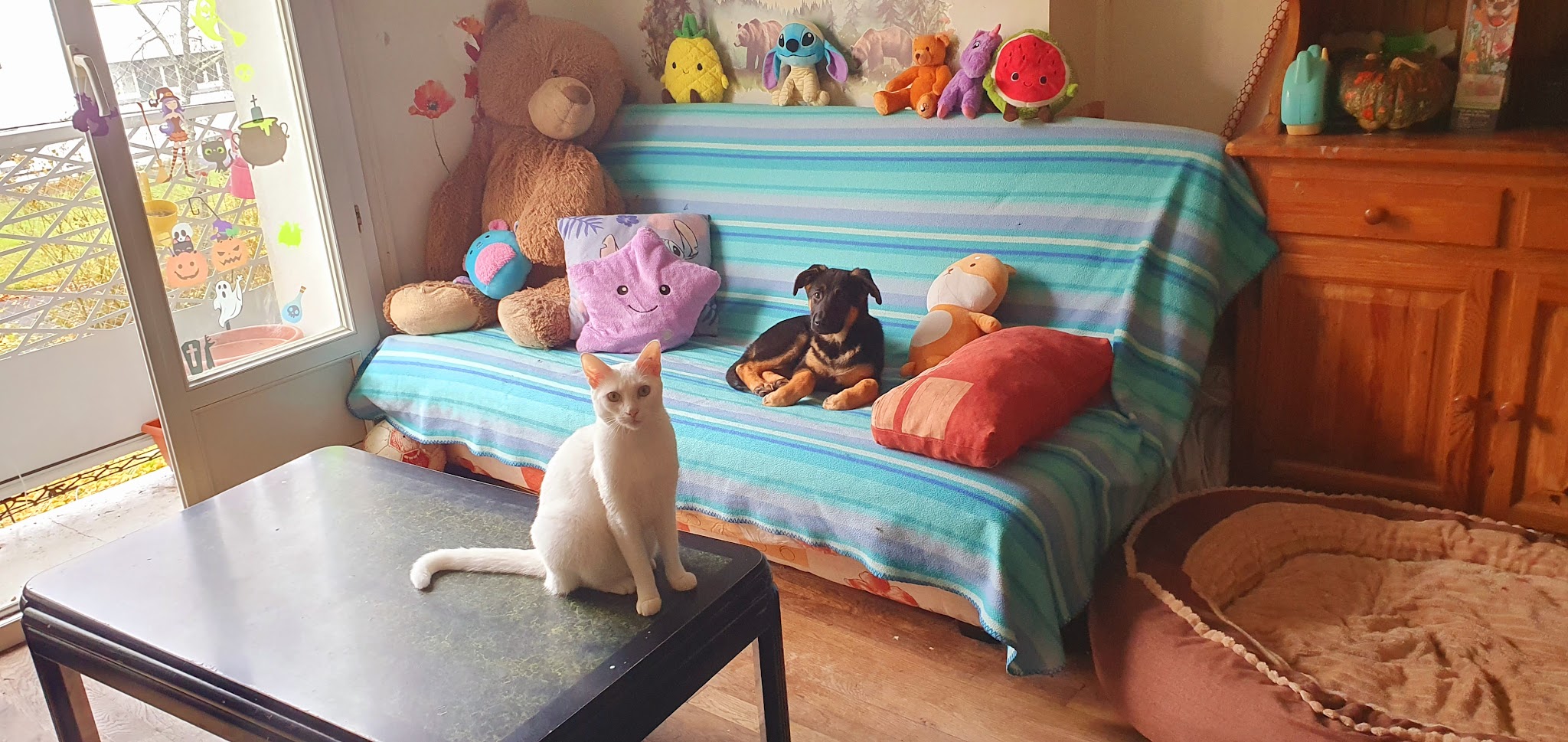 Maman Ours PetSitting 🐻🐾 — photo