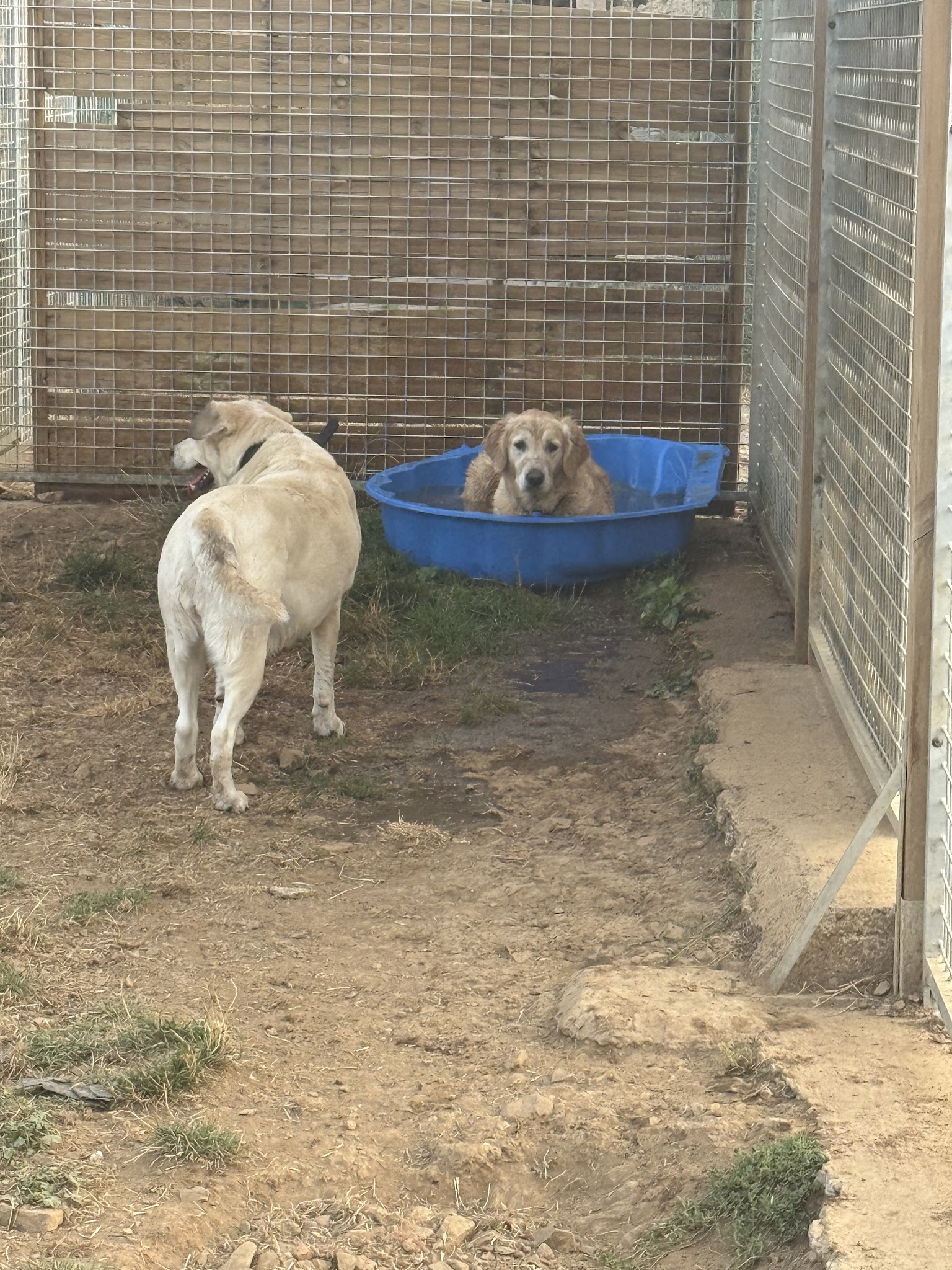 Pension Canine : La Cabane Des Loupiots — photo