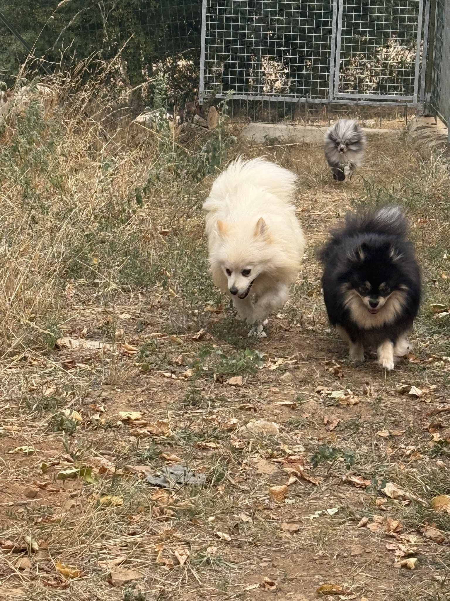 Pension Canine : La Cabane Des Loupiots — photo