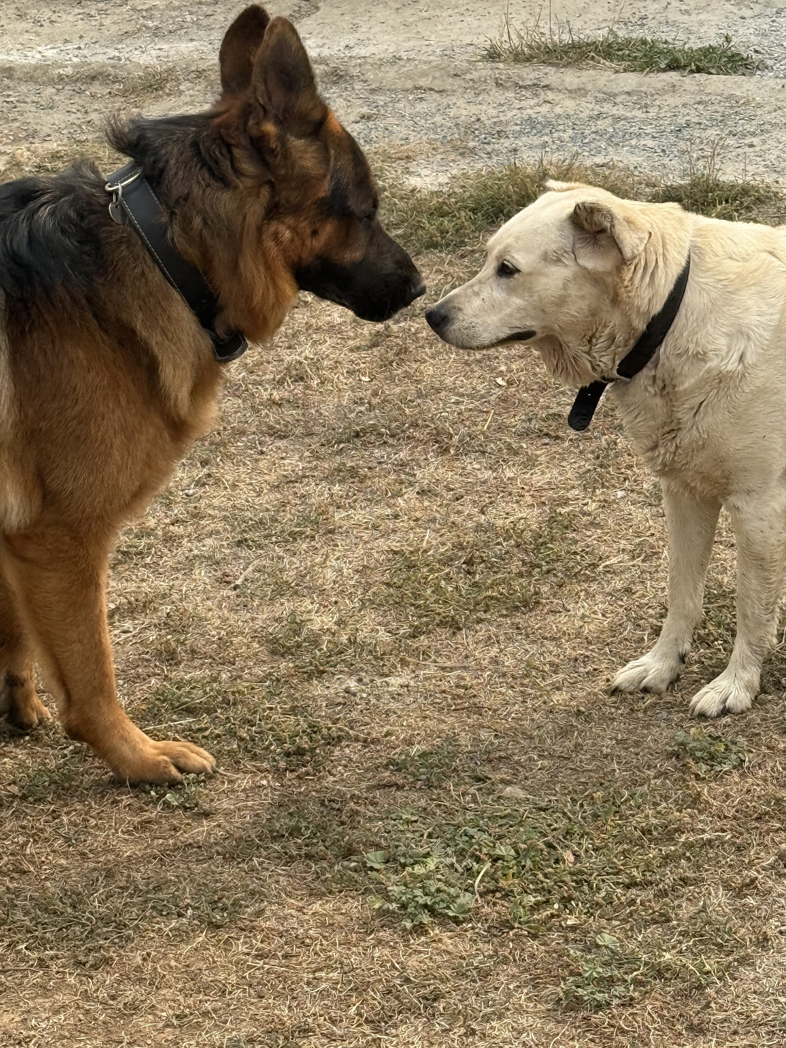 Pension Canine : La Cabane Des Loupiots — photo