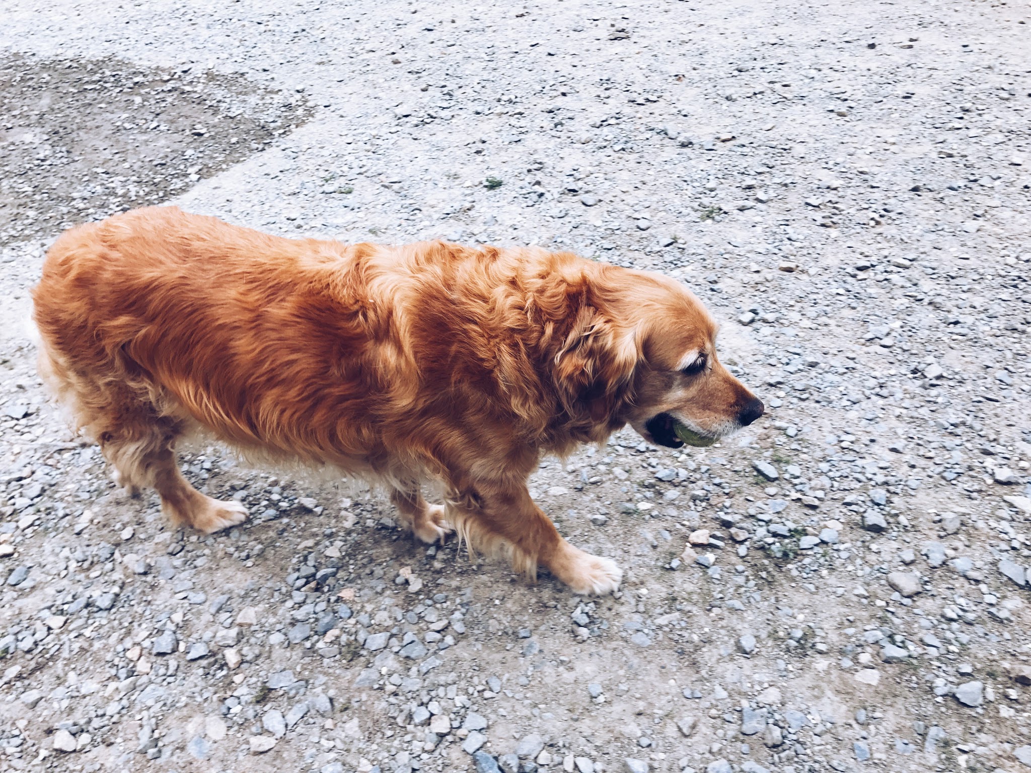 La Peschelliere - Pension Canine et Féline