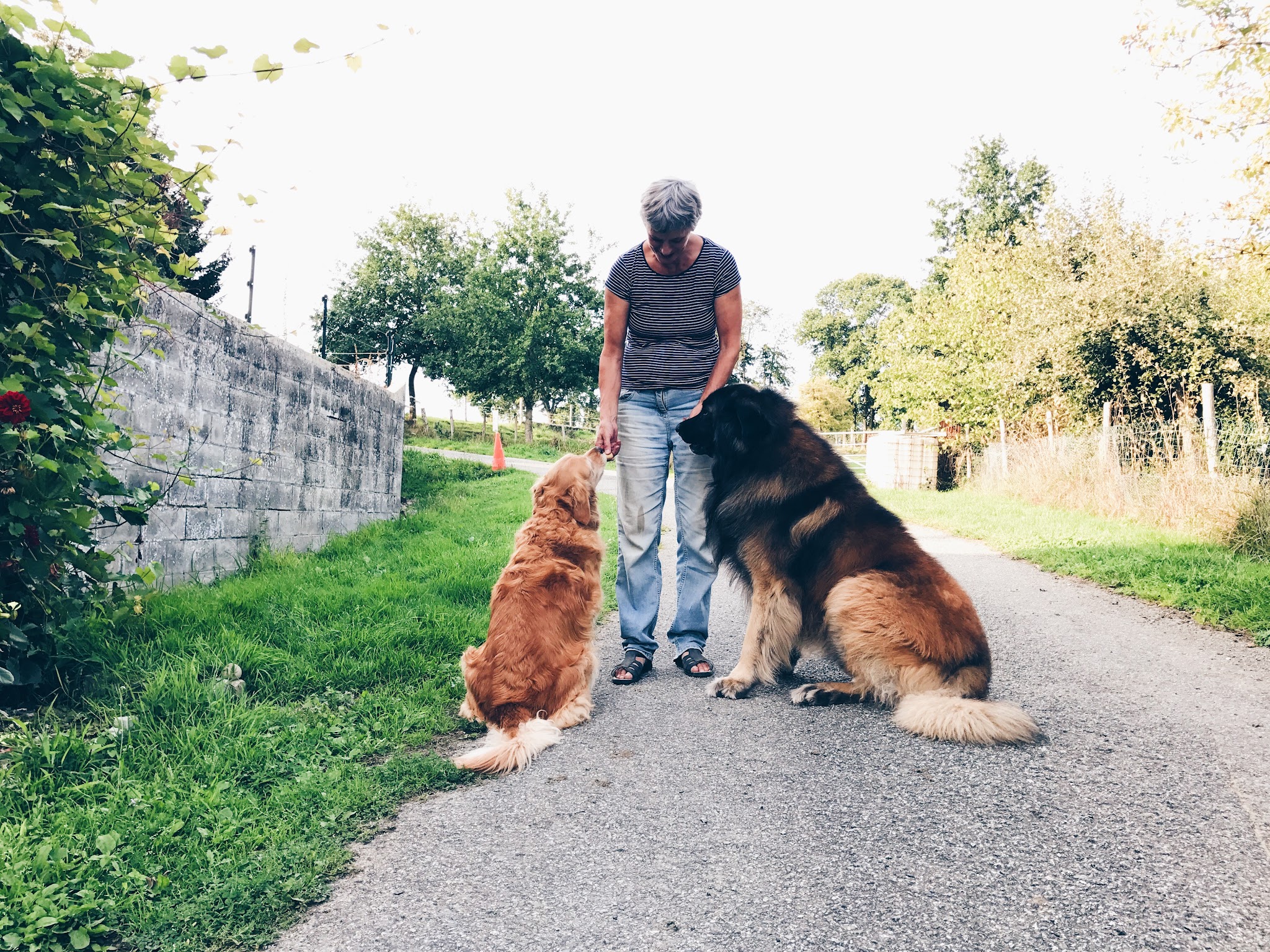 La Peschelliere - Pension Canine et Féline — photo