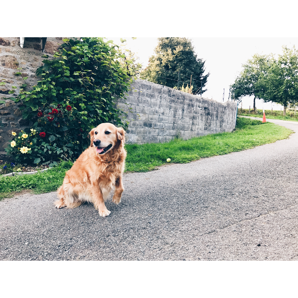 La Peschelliere - Pension Canine et Féline — photo