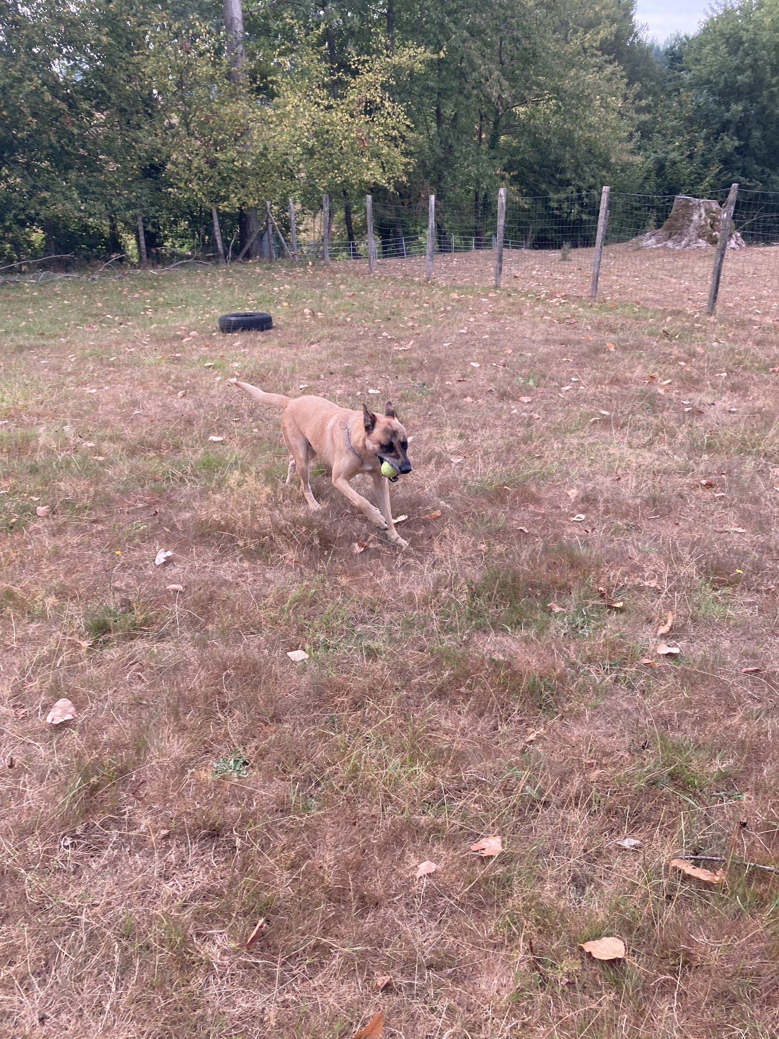 La Peschelliere - Pension Canine et Féline — photo